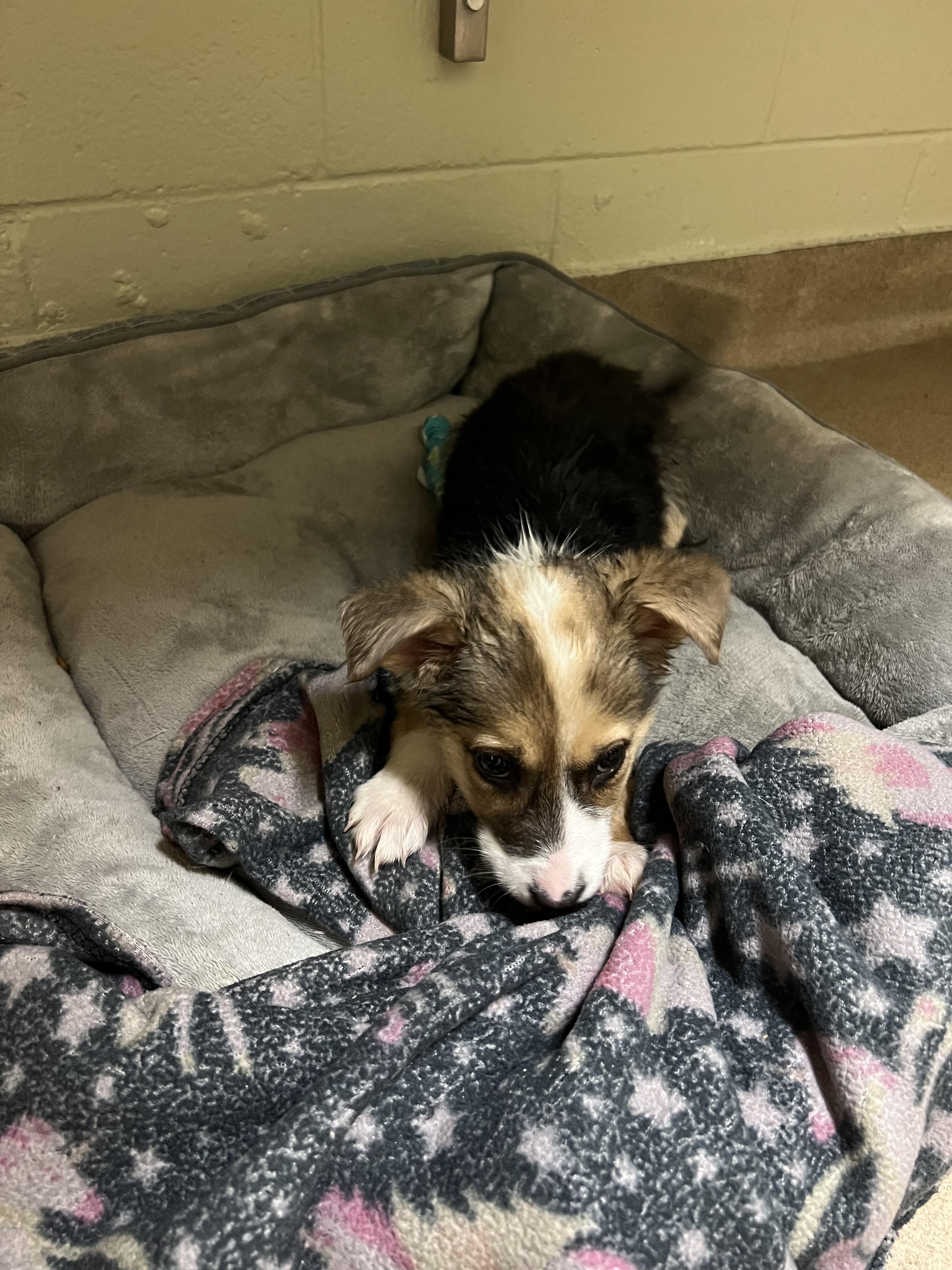 Enlarge Rose, an adopted mixed breed in Fort Collins, CO image 4/6