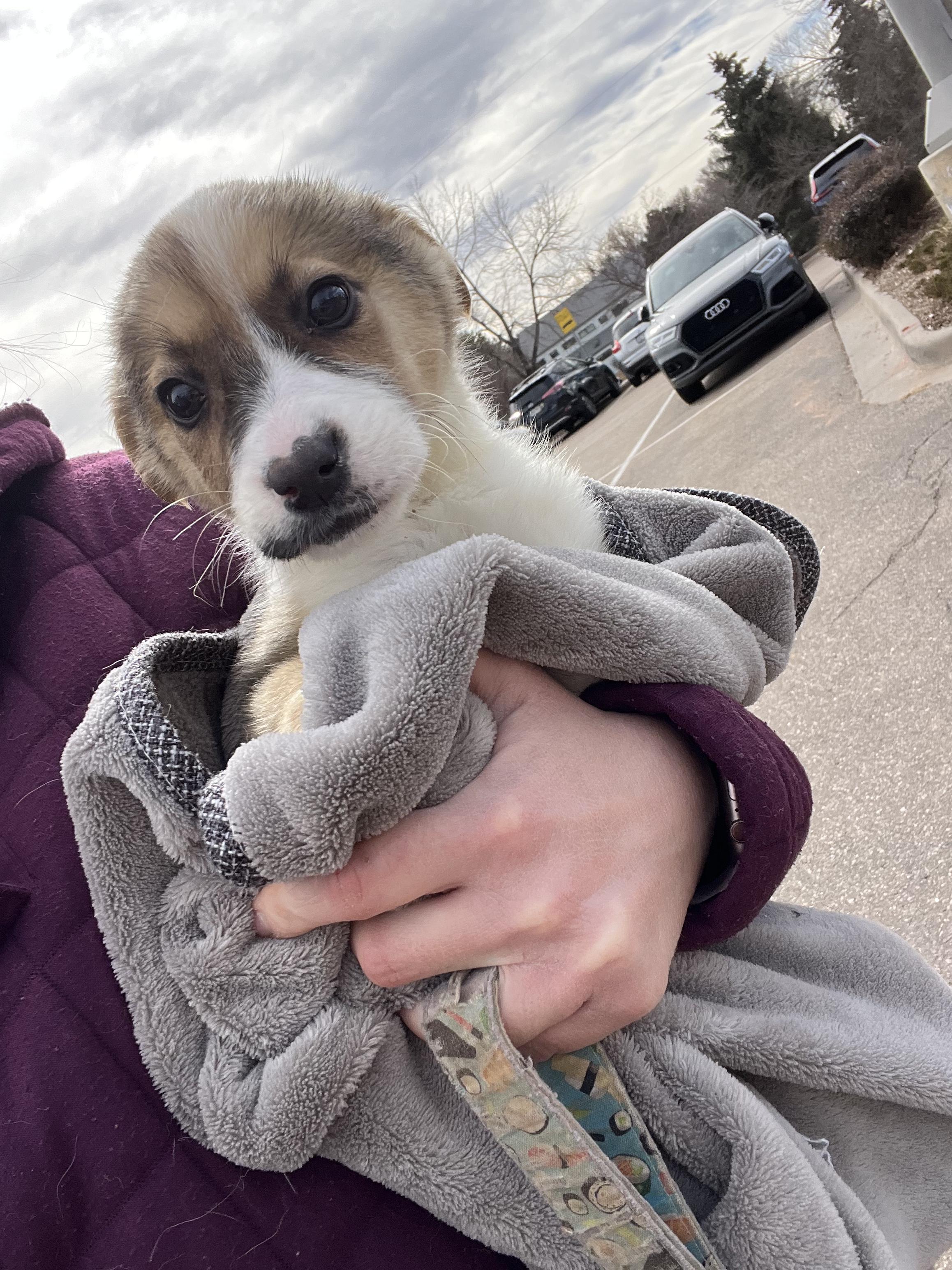 Rose, adopted, Puppy Female Australian Shepherd.