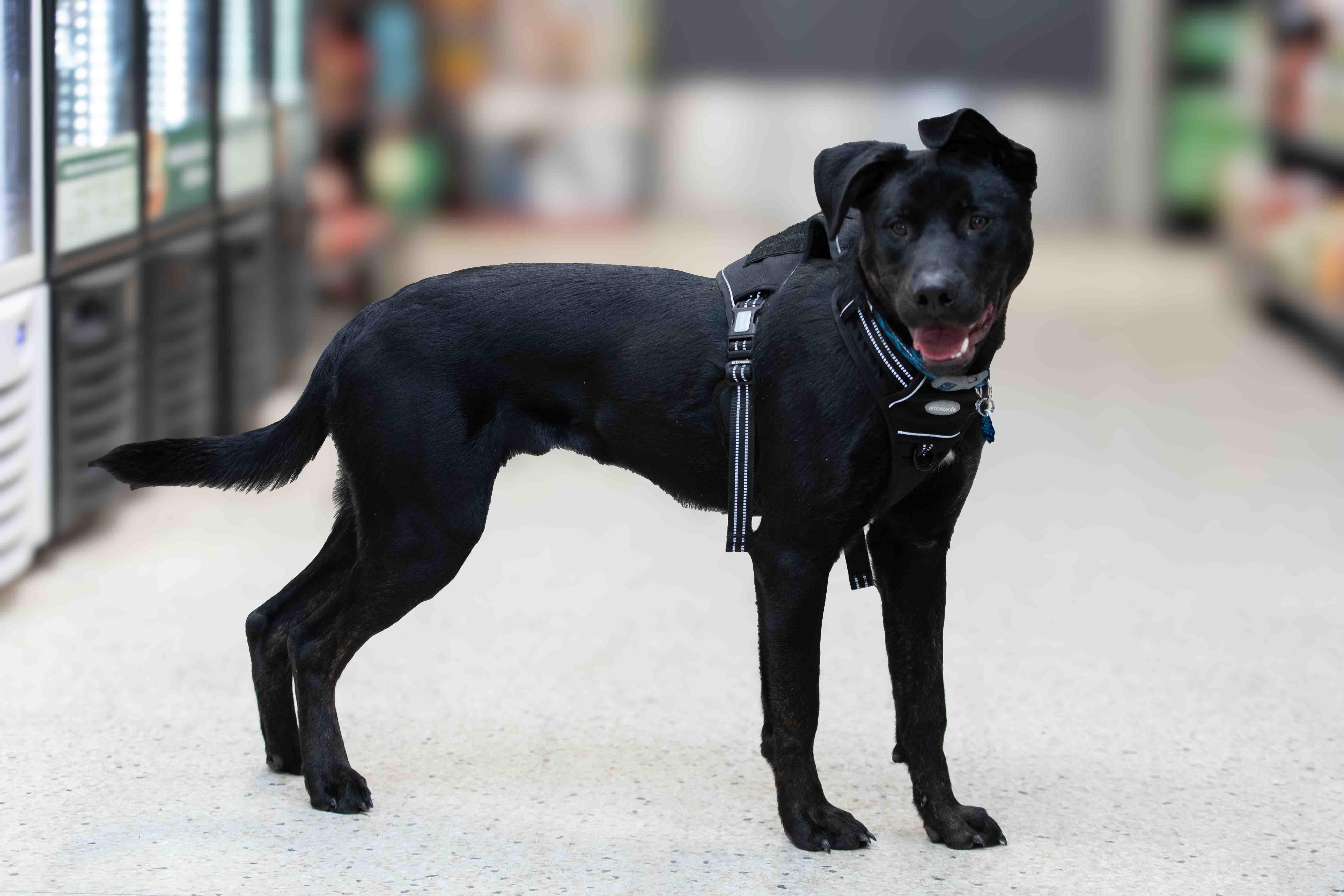 Onyx, Adoptable, Adult Male Black Labrador Retriever.