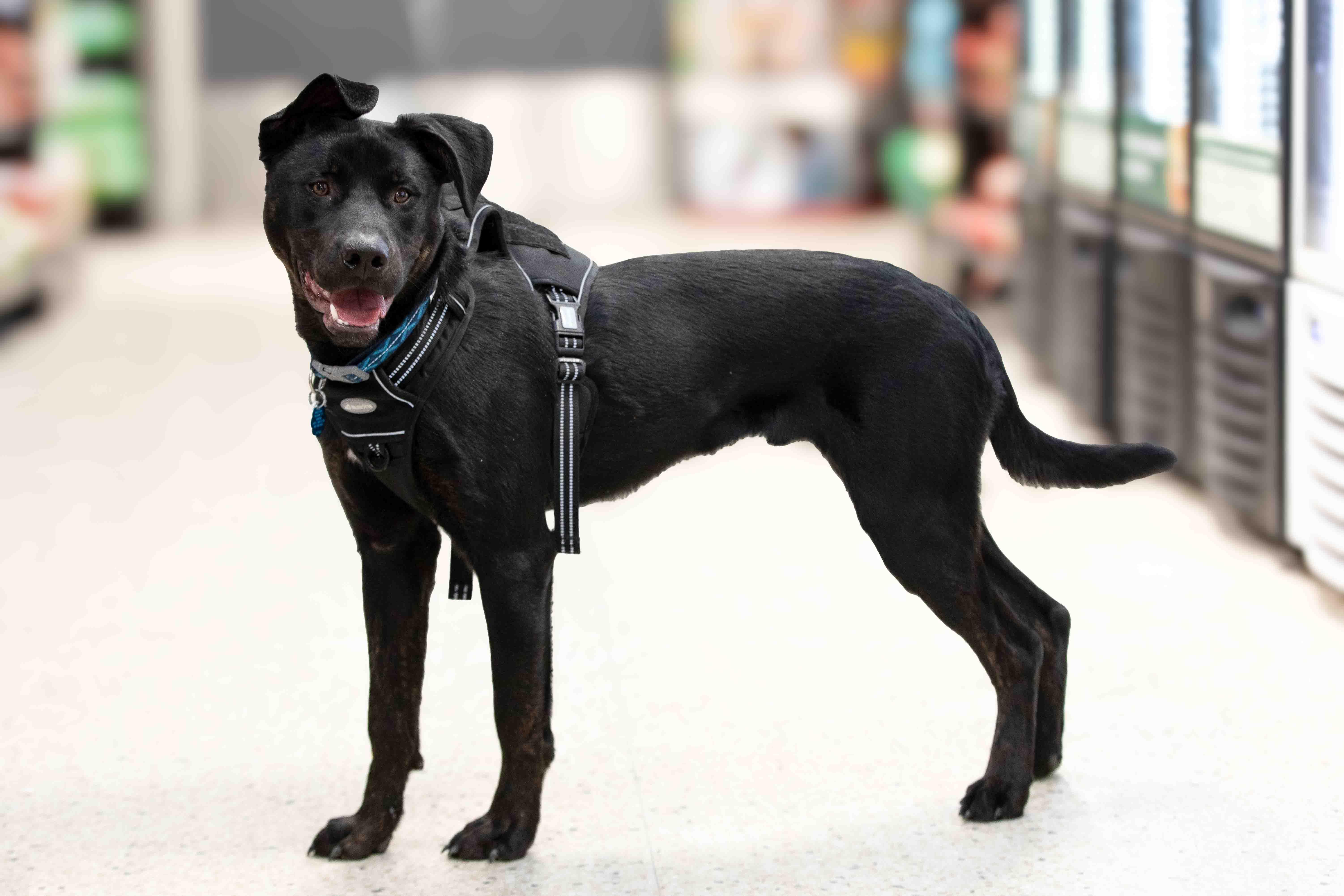 Enlarge Onyx, a Adoptable mixed breed in Farmington, MN image 2/5