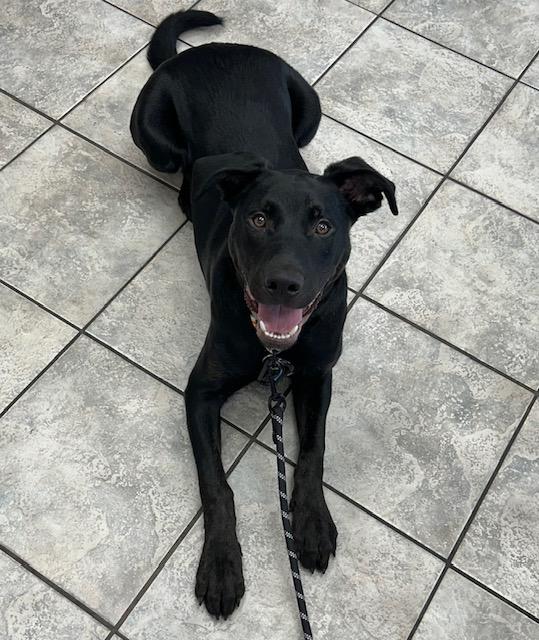 Onyx, a Adoptable mixed breed image 1/4