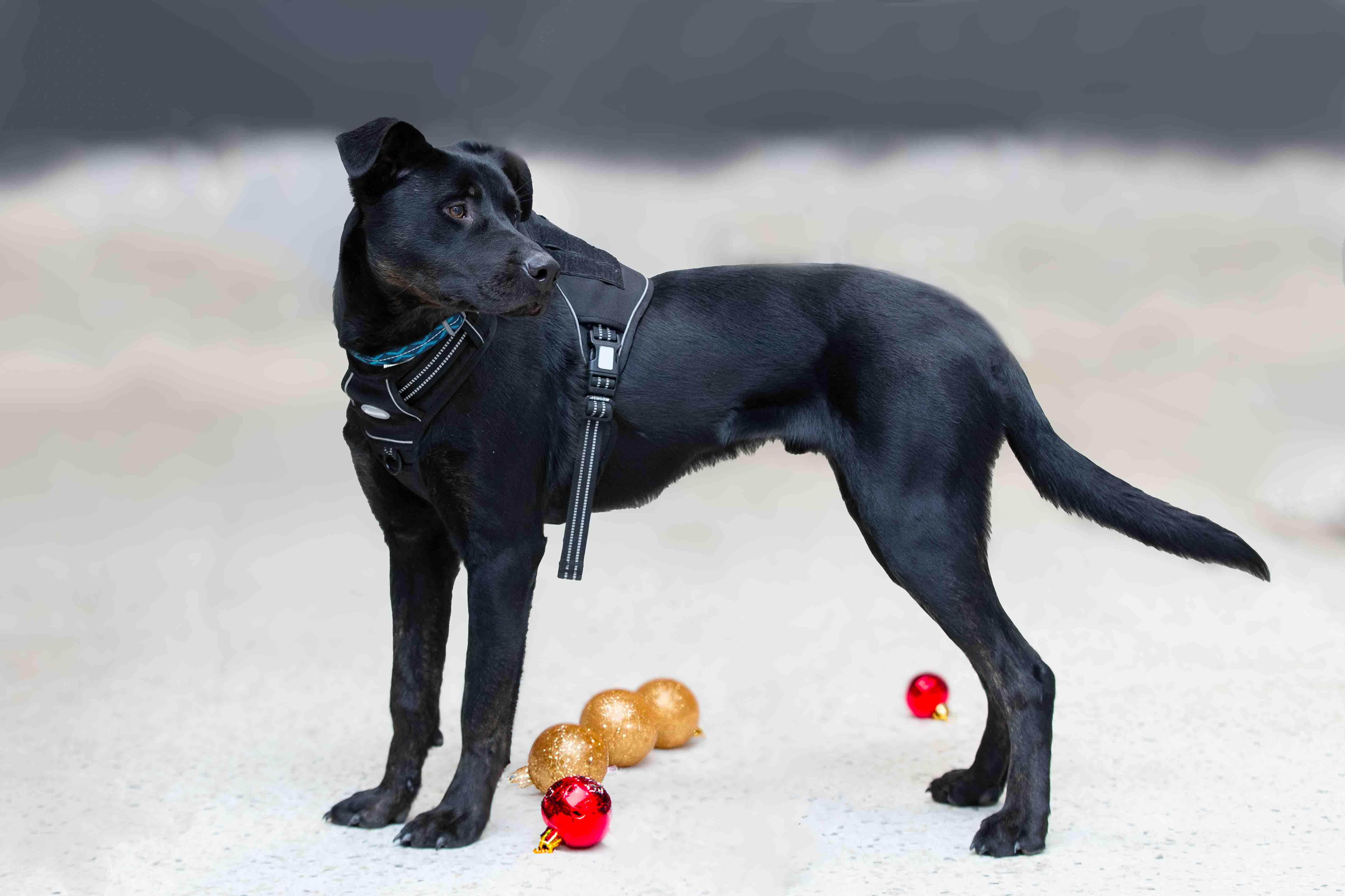 Enlarge Onyx, a Adoptable mixed breed in Farmington, MN image 5/5