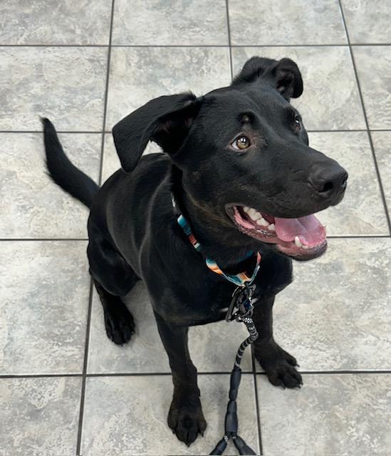 Onyx, a Adoptable mixed breed image 2/4