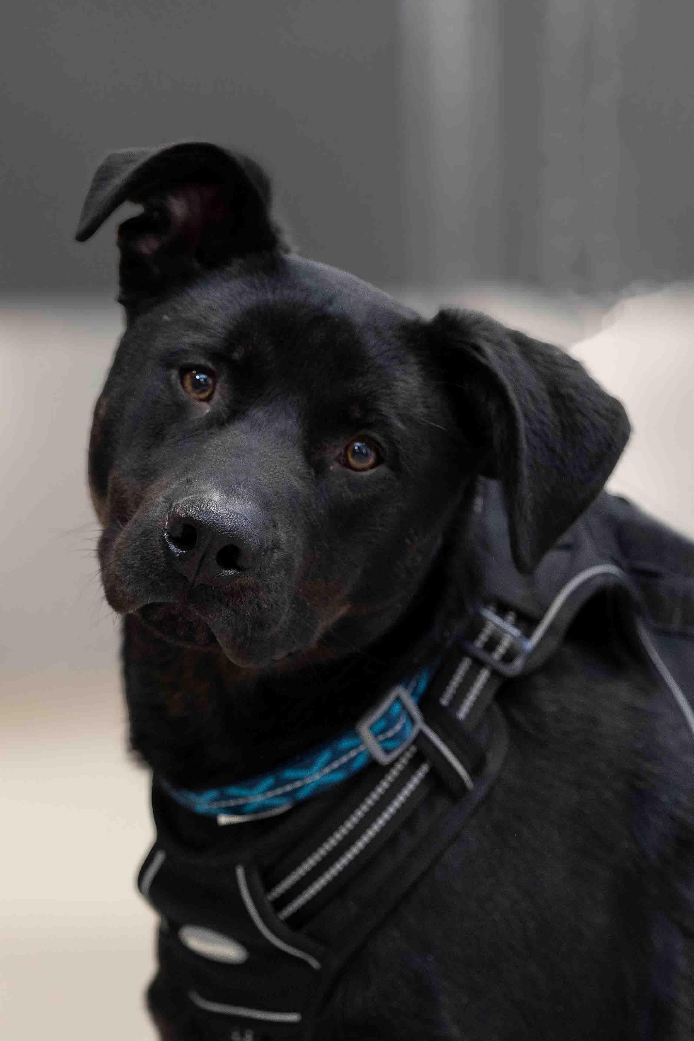 Onyx, Adoptable, Young Male Black Labrador Retriever.