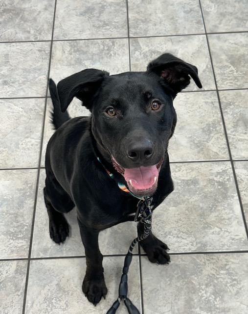 Onyx, a Adoptable mixed breed image 3/4