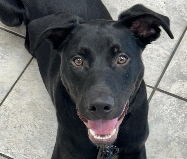 Onyx, a Adoptable mixed breed image 4/4