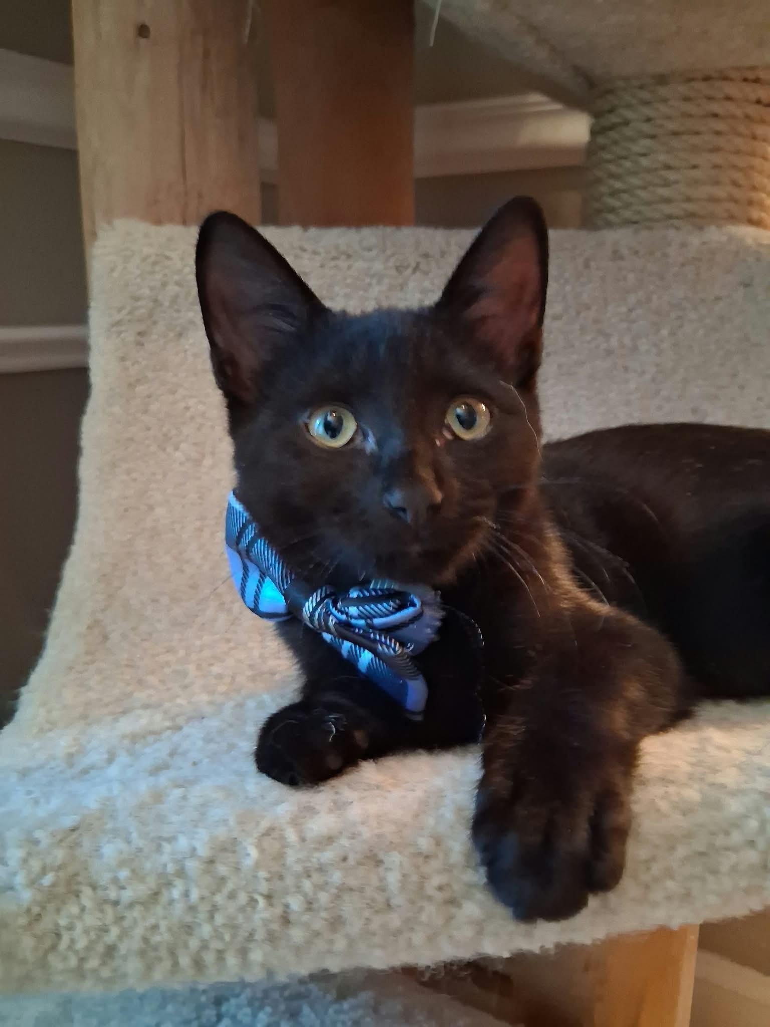 Enlarge Binx, a Adoptable Domestic Short Hair in Wading River, NY image 1/5