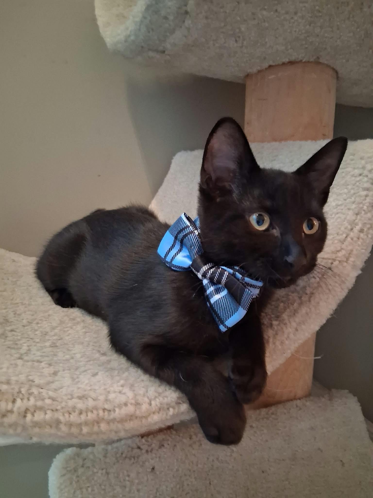 Enlarge Binx, a Adoptable Domestic Short Hair in Wading River, NY image 3/5