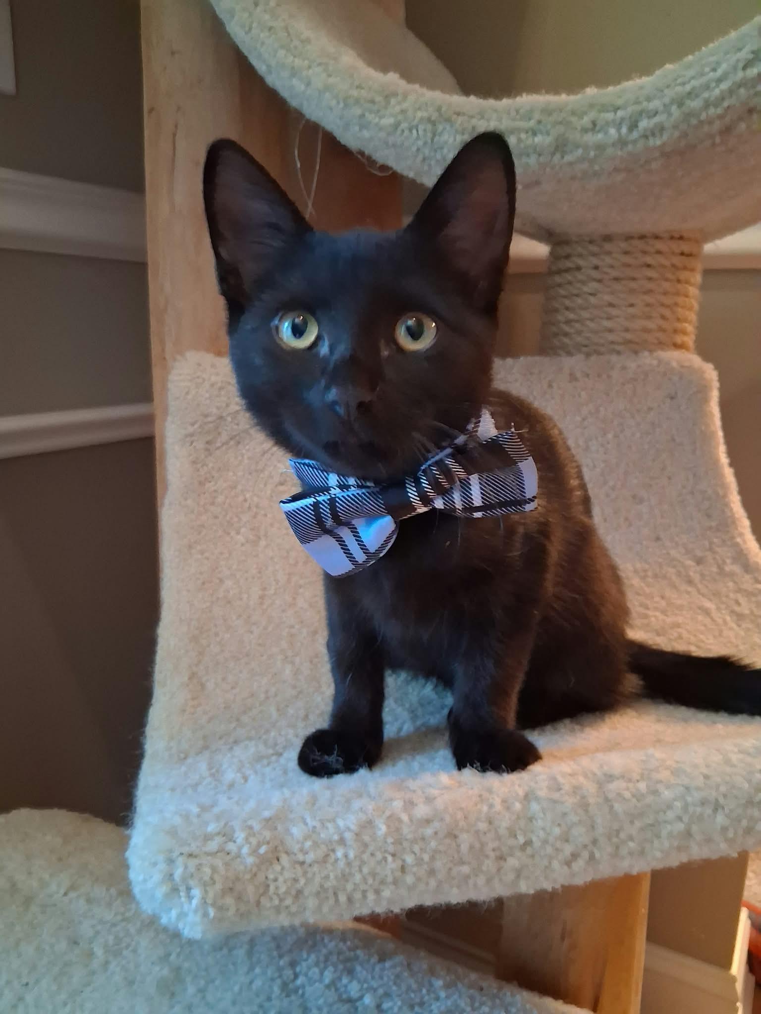 Enlarge Binx, a Adoptable Domestic Short Hair in Wading River, NY image 2/5