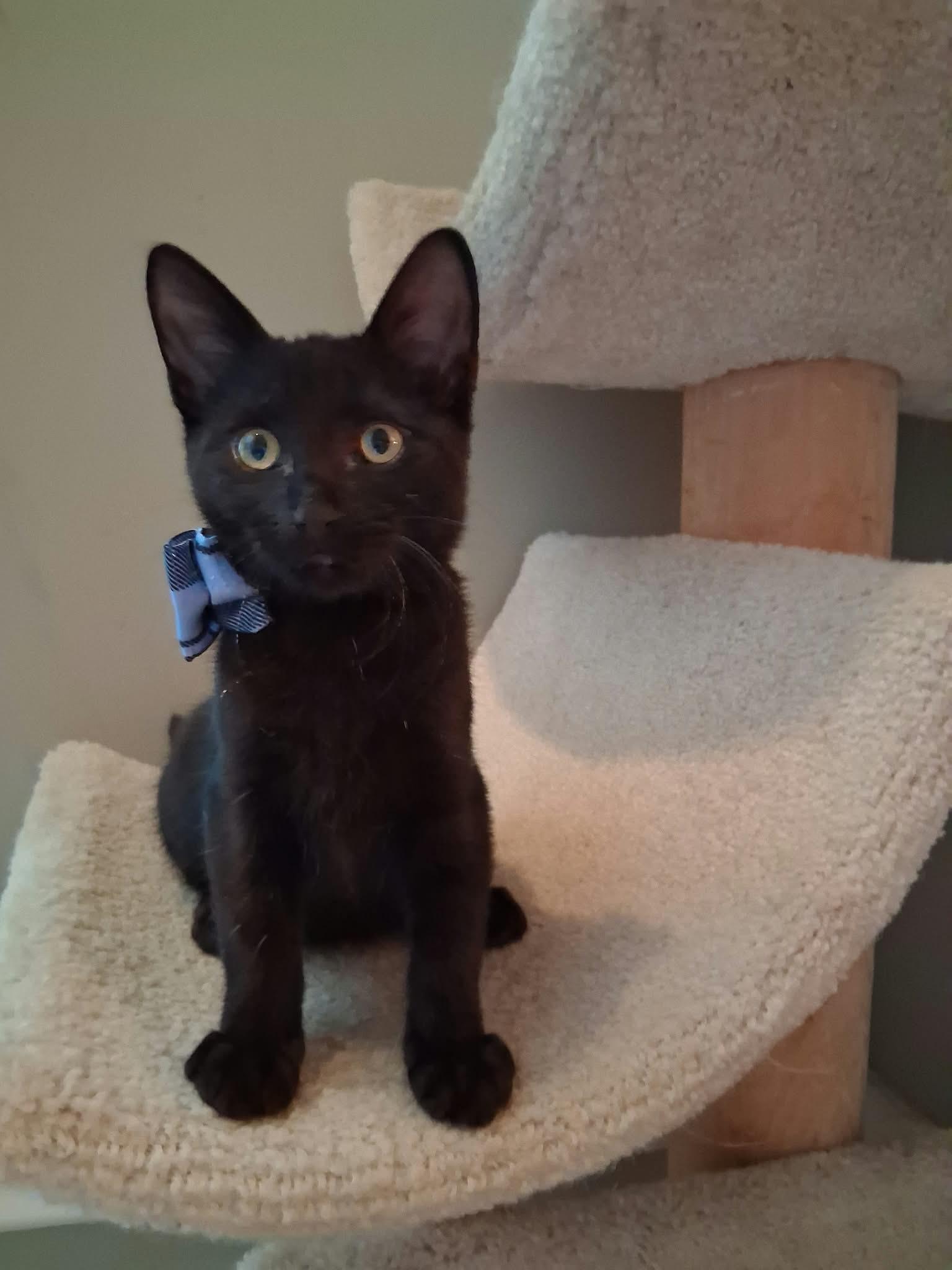 Enlarge Binx, a Adoptable Domestic Short Hair in Wading River, NY image 4/5