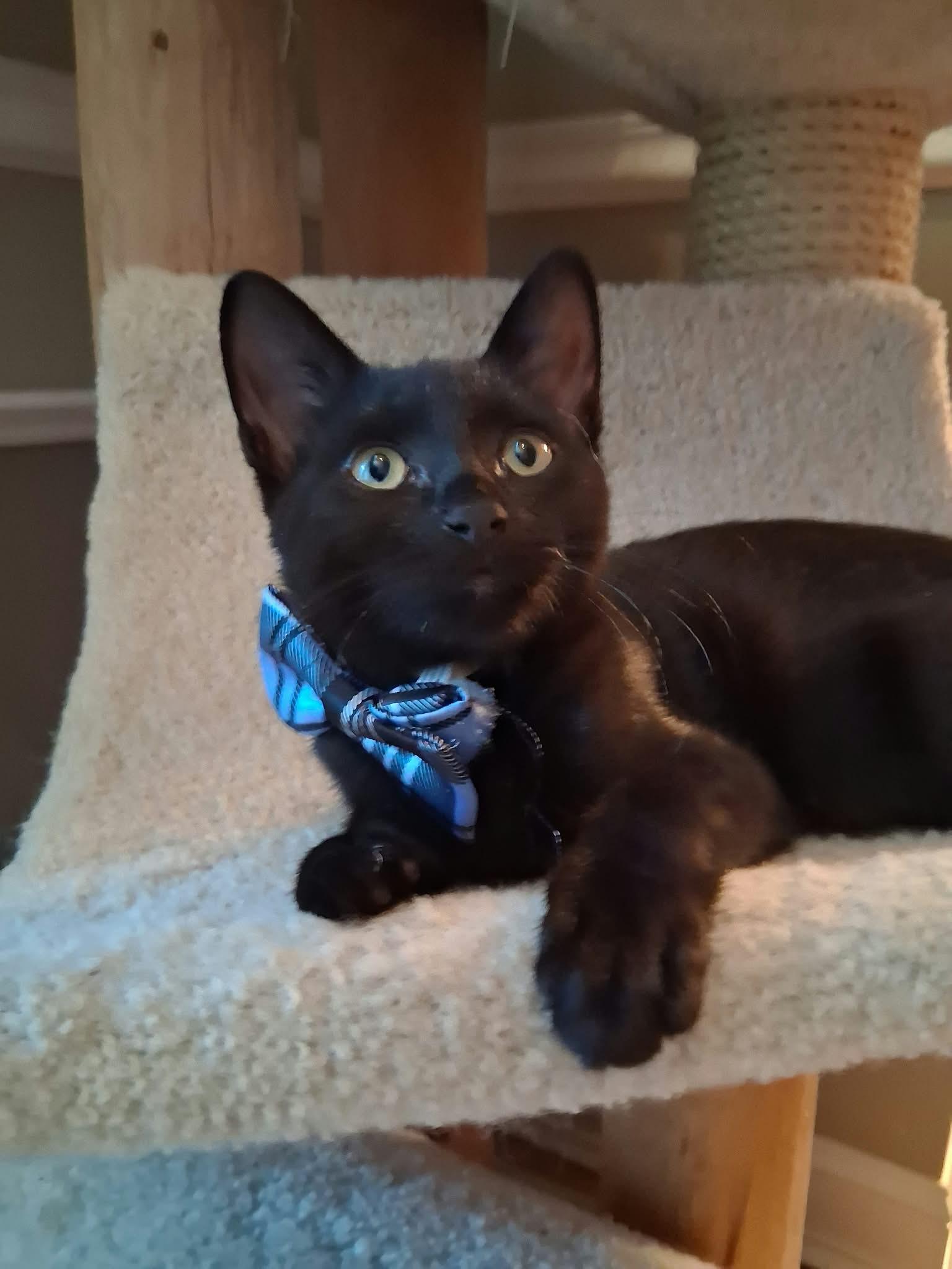 Enlarge Binx, a Adoptable Domestic Short Hair in Wading River, NY image 5/5