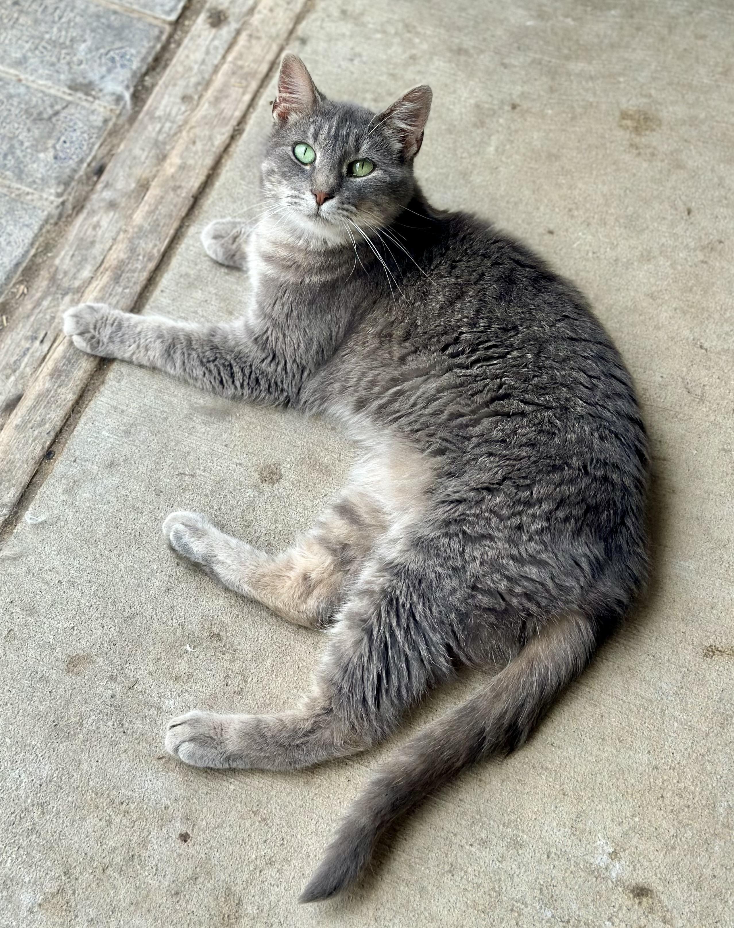 Enlarge Reese, a Adoptable Domestic Short Hair in Faribault, MN image 1/4