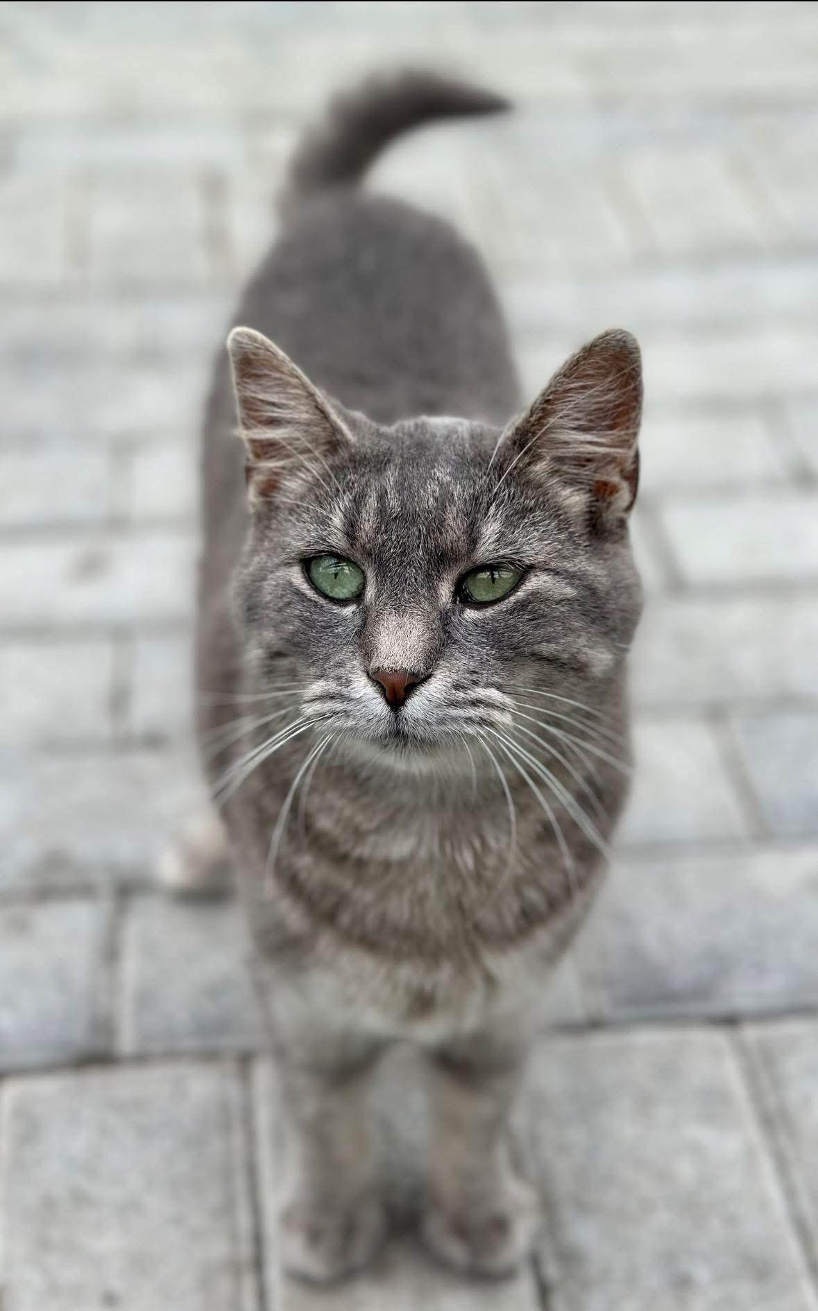 Enlarge Reese, a Adoptable Domestic Short Hair in Faribault, MN image 2/4