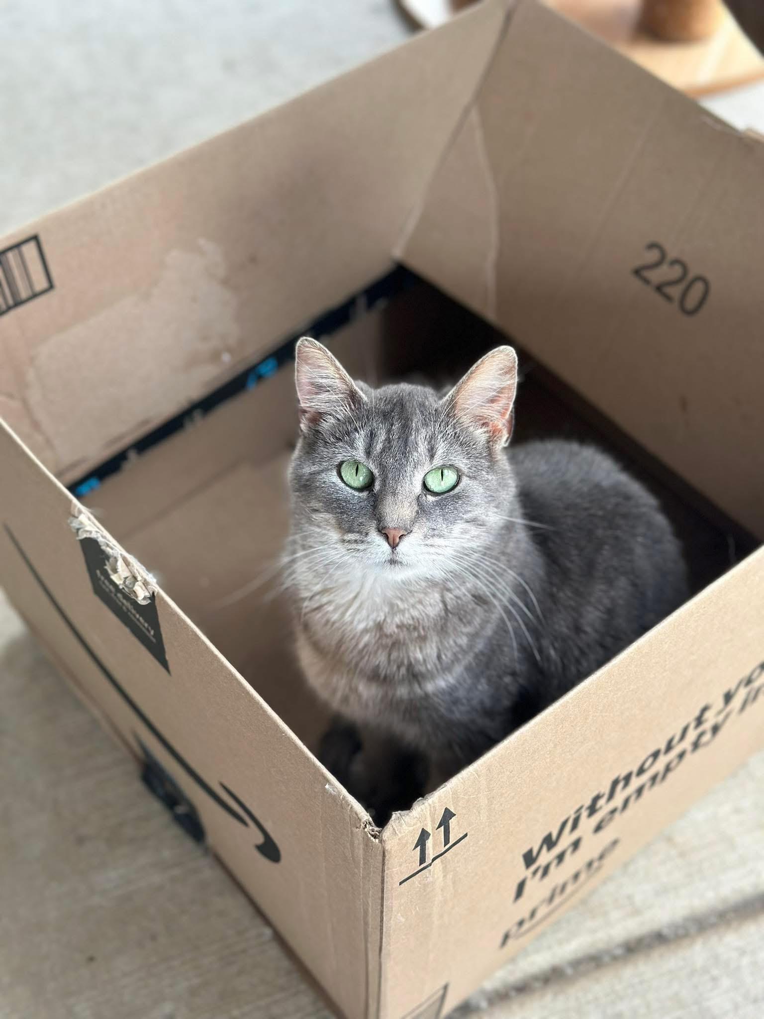 Enlarge Reese, a Adoptable Domestic Short Hair in Faribault, MN image 3/4