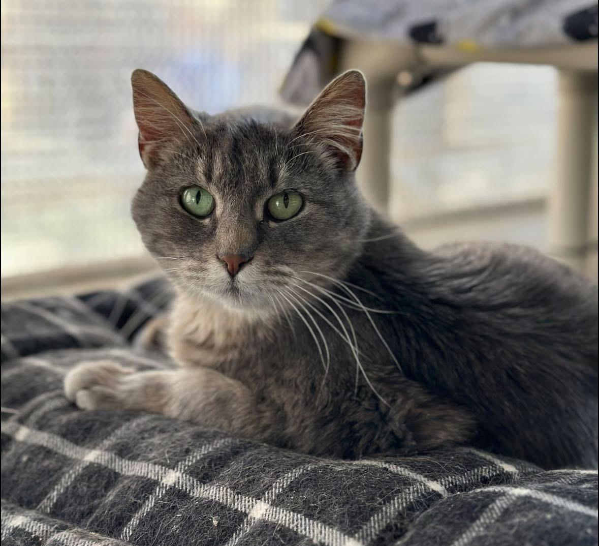 Enlarge Reese, a Adoptable Domestic Short Hair in Faribault, MN image 4/4