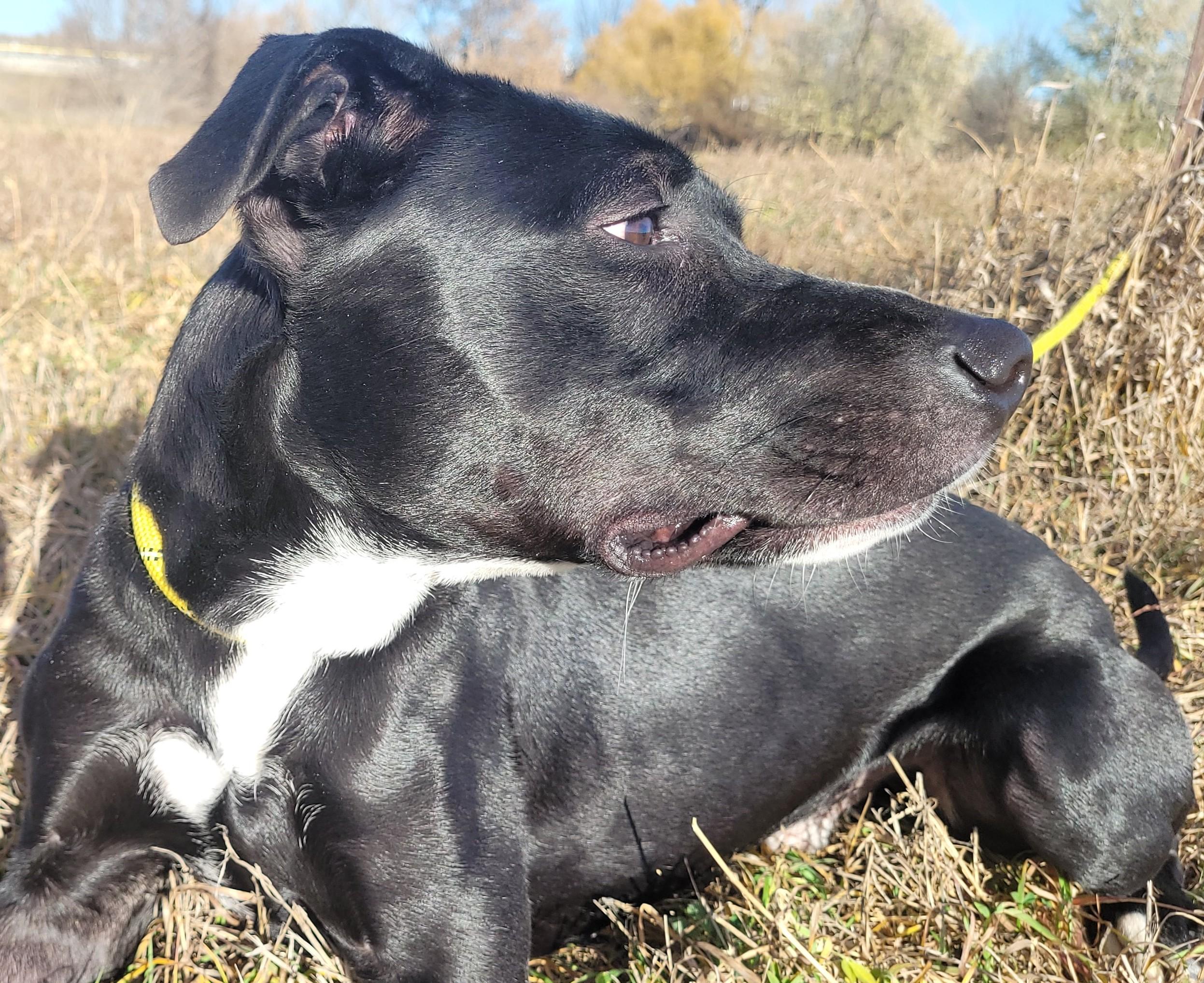 Flash, a ADOPTABLE mixed breed in Rapid City, SD image 1/5
