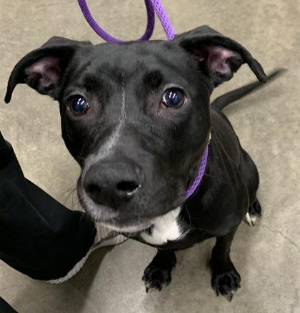 Flash, ADOPTABLE, Young Male Labrador Retriever.