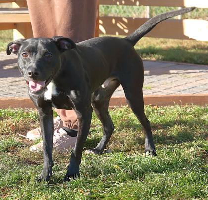 Flash, a ADOPTABLE mixed breed in Rapid City, SD image 3/5