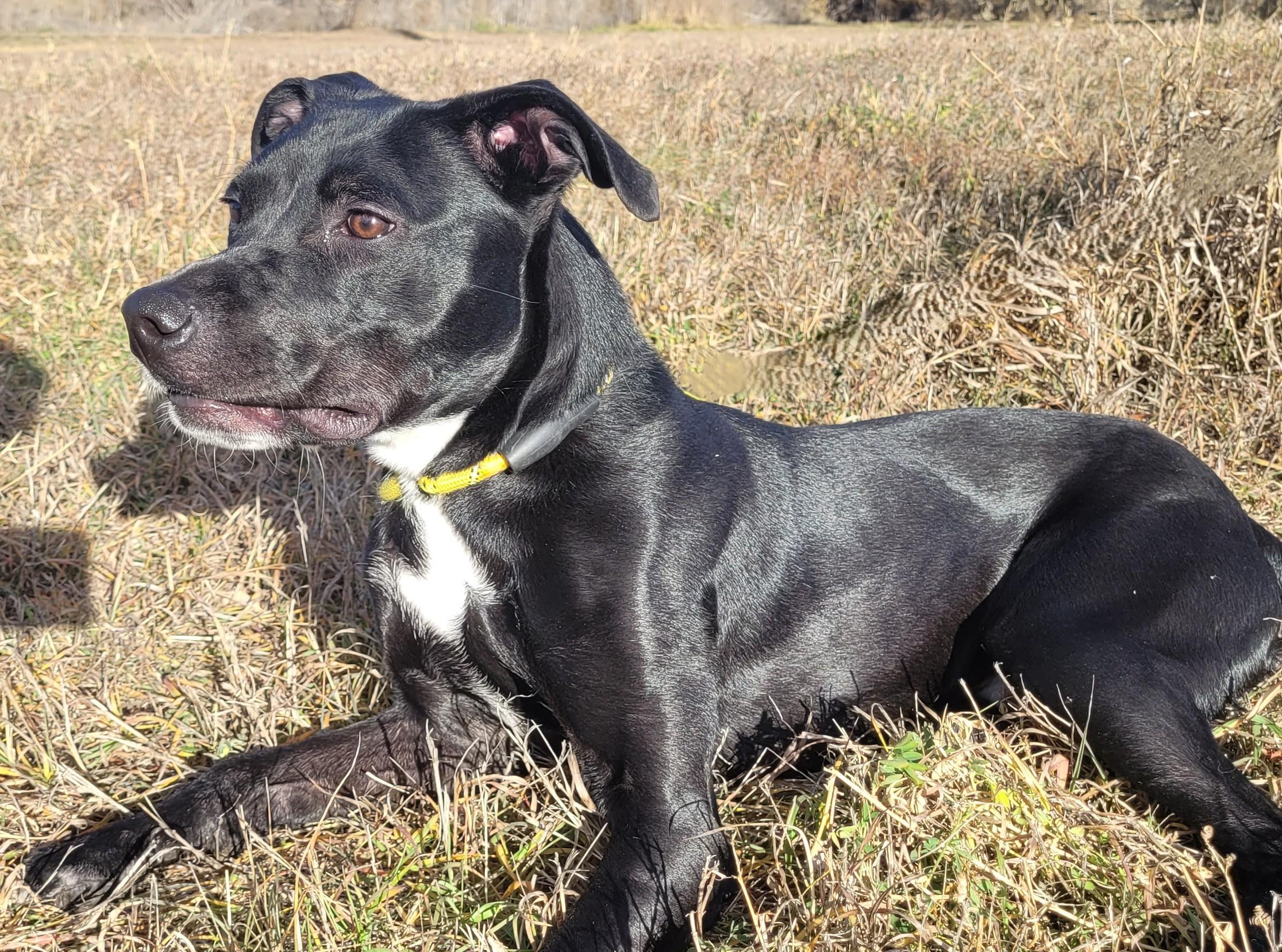 Flash, a ADOPTABLE mixed breed in Rapid City, SD image 4/5
