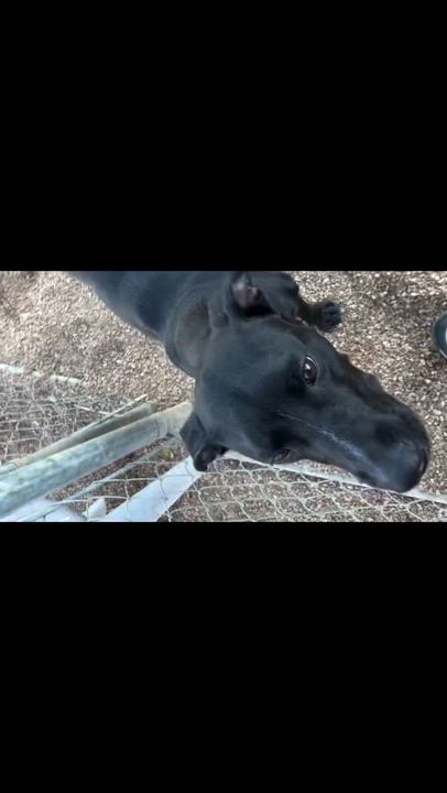 Enlarge Flash, a ADOPTABLE mixed breed in Rapid City, SD video 5/5