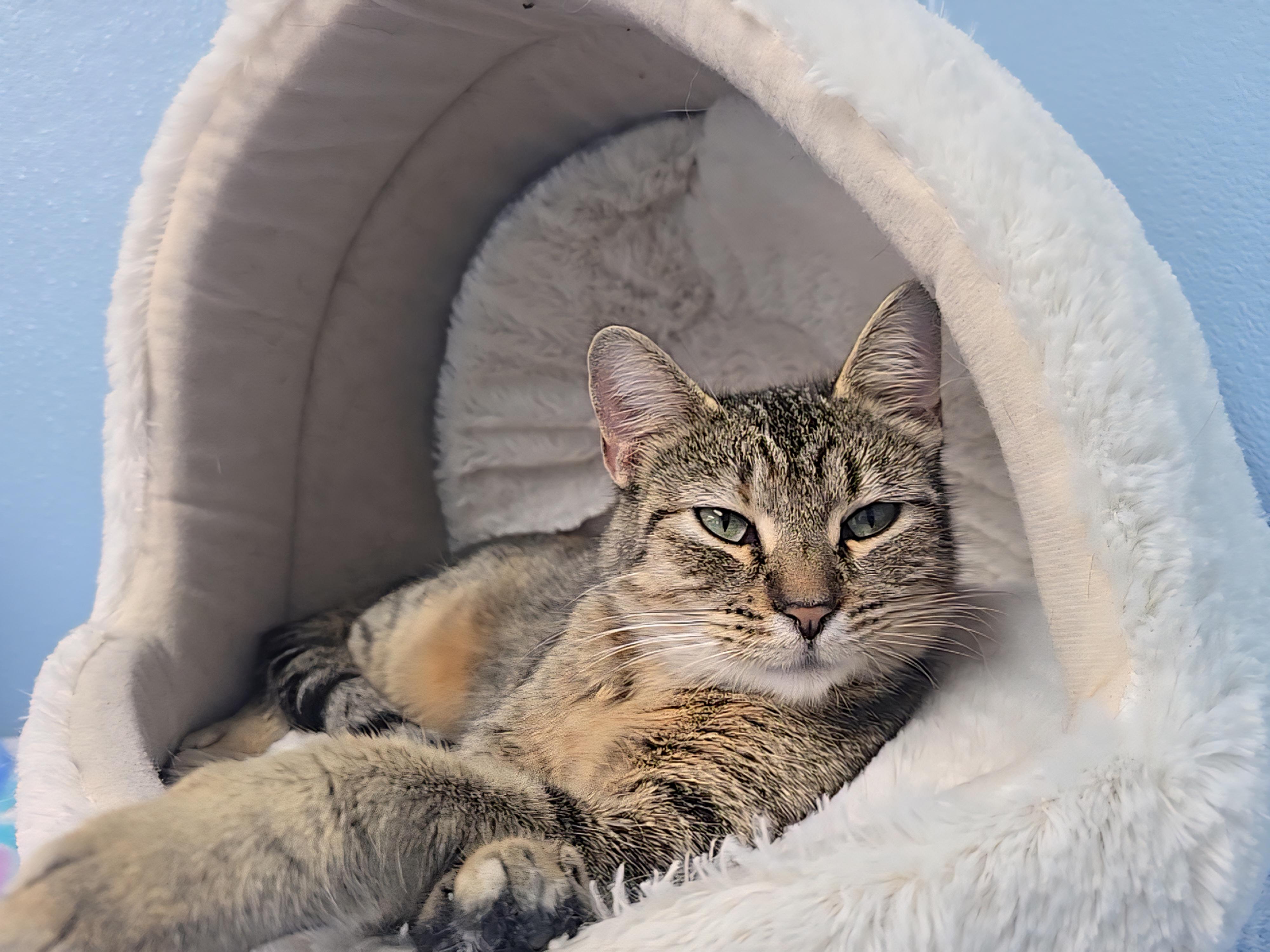 Sally , ADOPTABLE, Young Female Domestic Short Hair.