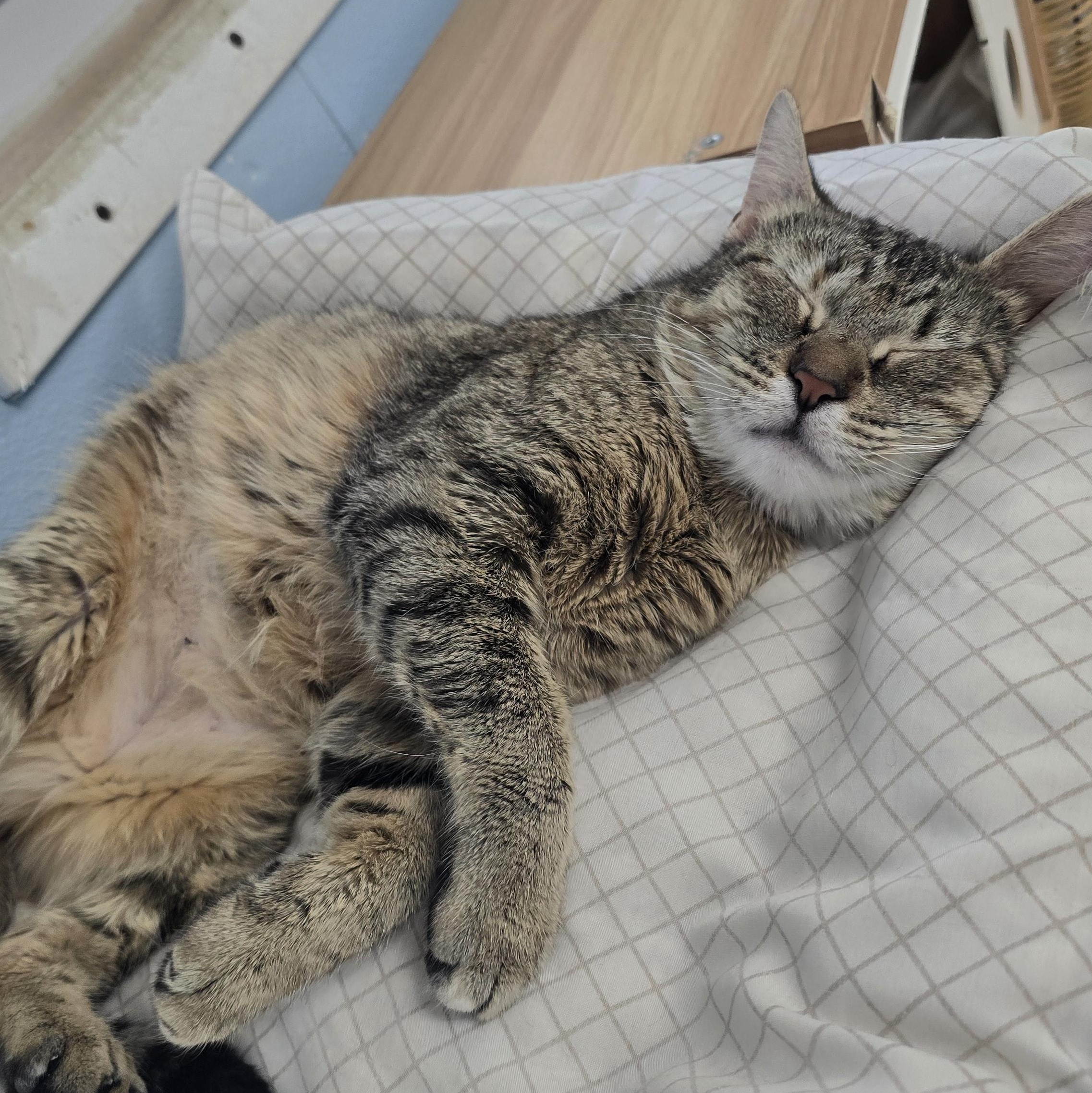 Enlarge Sally , a ADOPTABLE Domestic Short Hair in Farmington, MO image 2/2