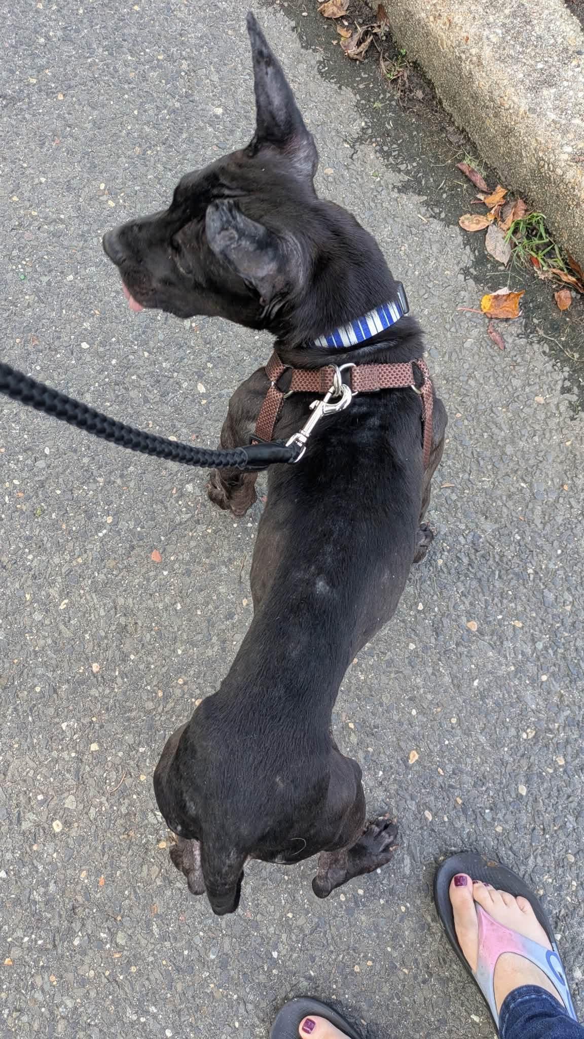Enlarge Frankie, a Adoptable mixed breed in Jackson , NJ image 3/4