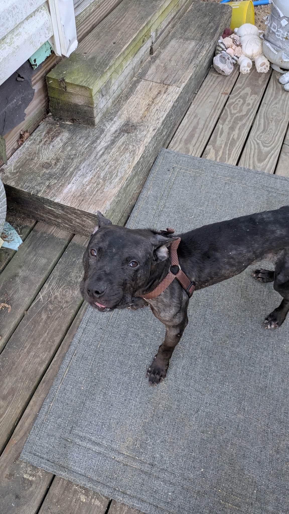 Enlarge Frankie, a Adoptable mixed breed in Jackson , NJ image 4/4