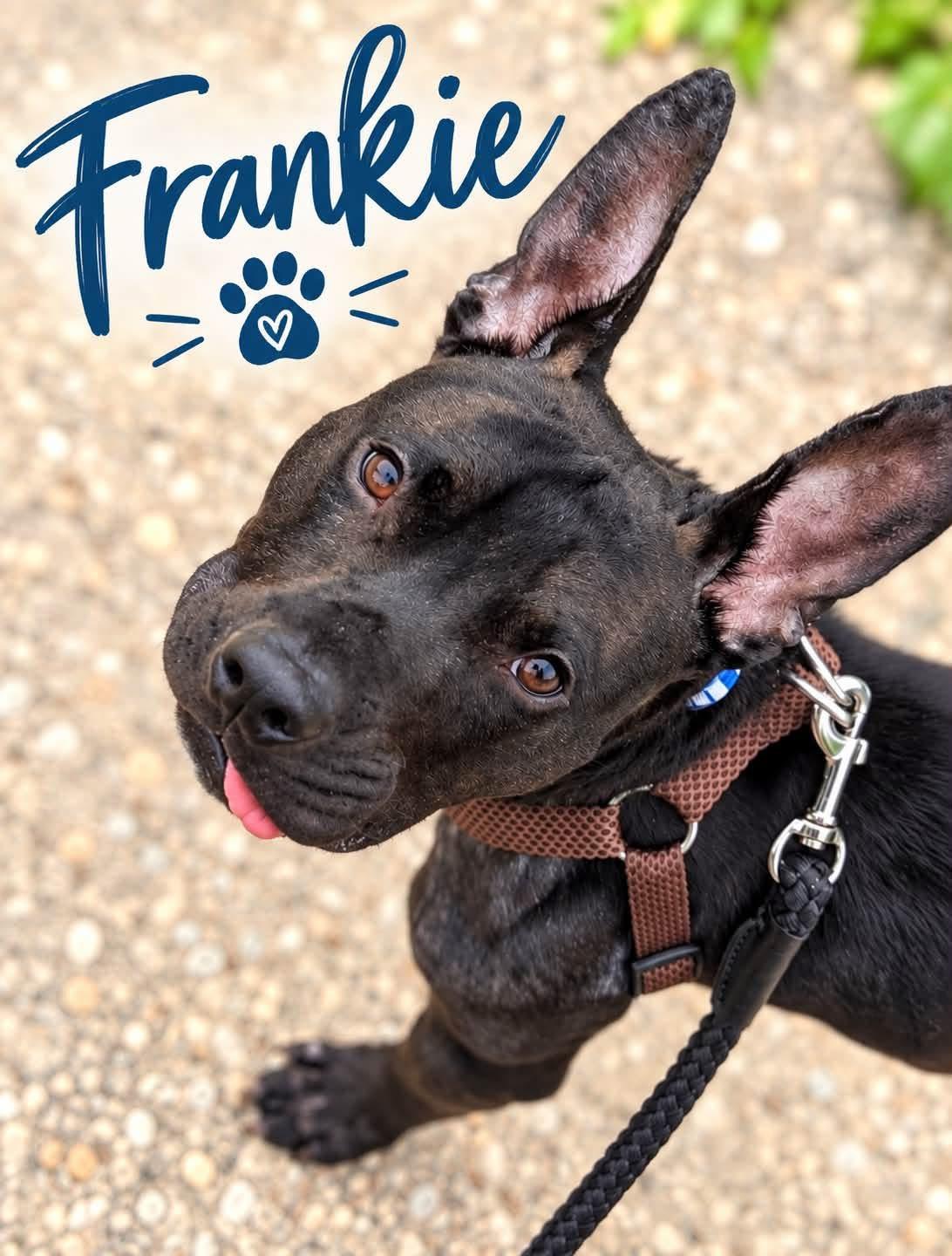 Frankie, Adoptable, Young Male Pit Bull Terrier.