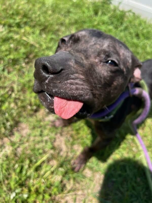 Enlarge Frankie, a Adoptable mixed breed in Jackson , NJ image 2/4