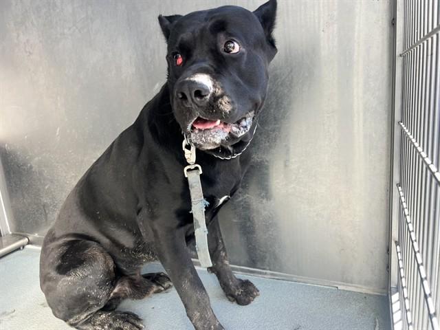 ROWDY, Adoptable, Young Male Cane Corso.