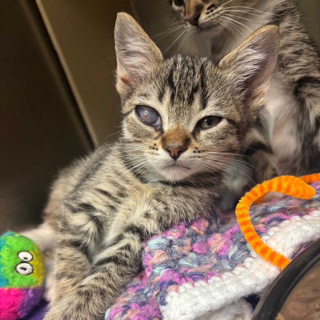Rick, Adoptable, Kitten Male Domestic Short Hair.