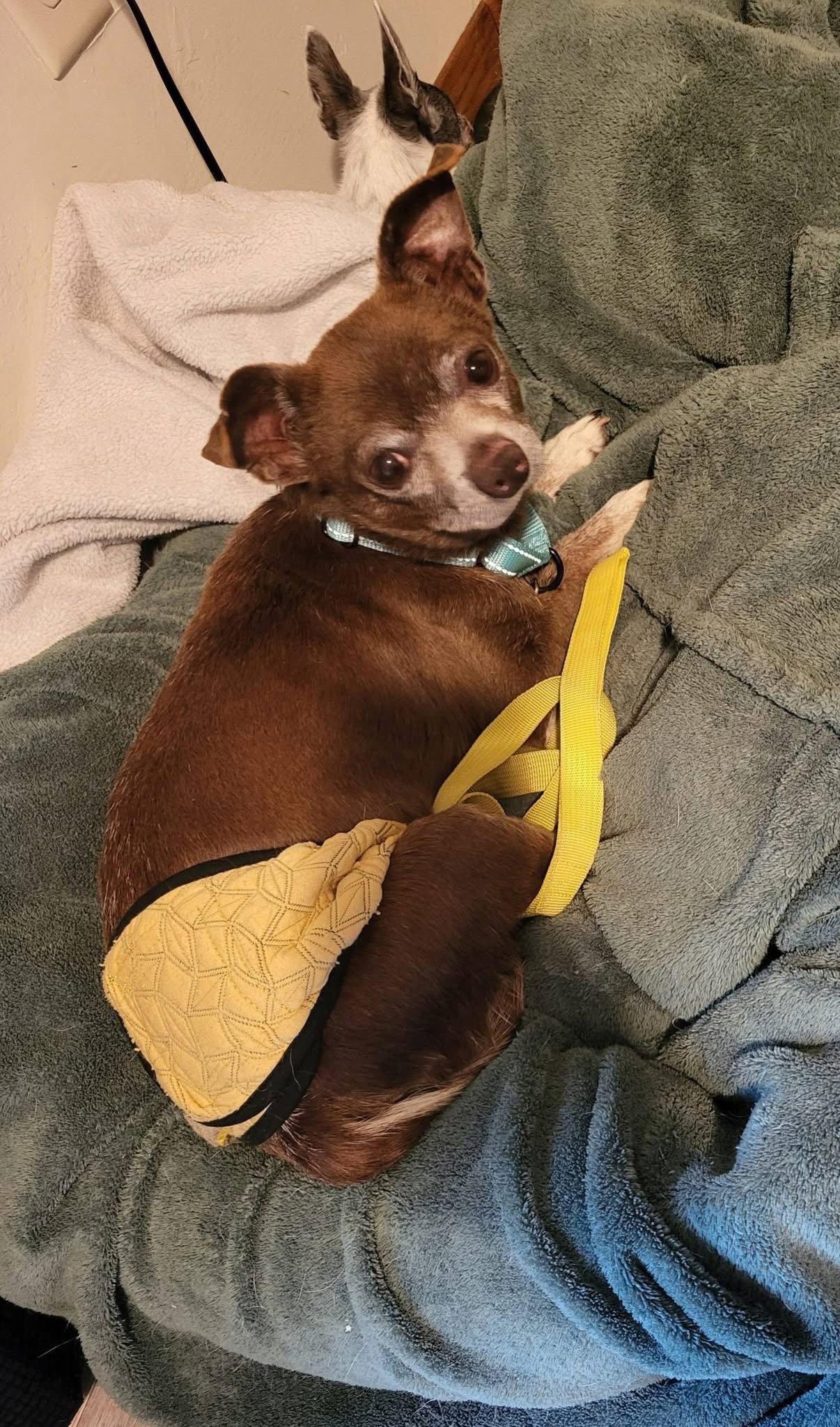 Enlarge Gill, a Adoptable Chihuahua in New London, WI image 1/3