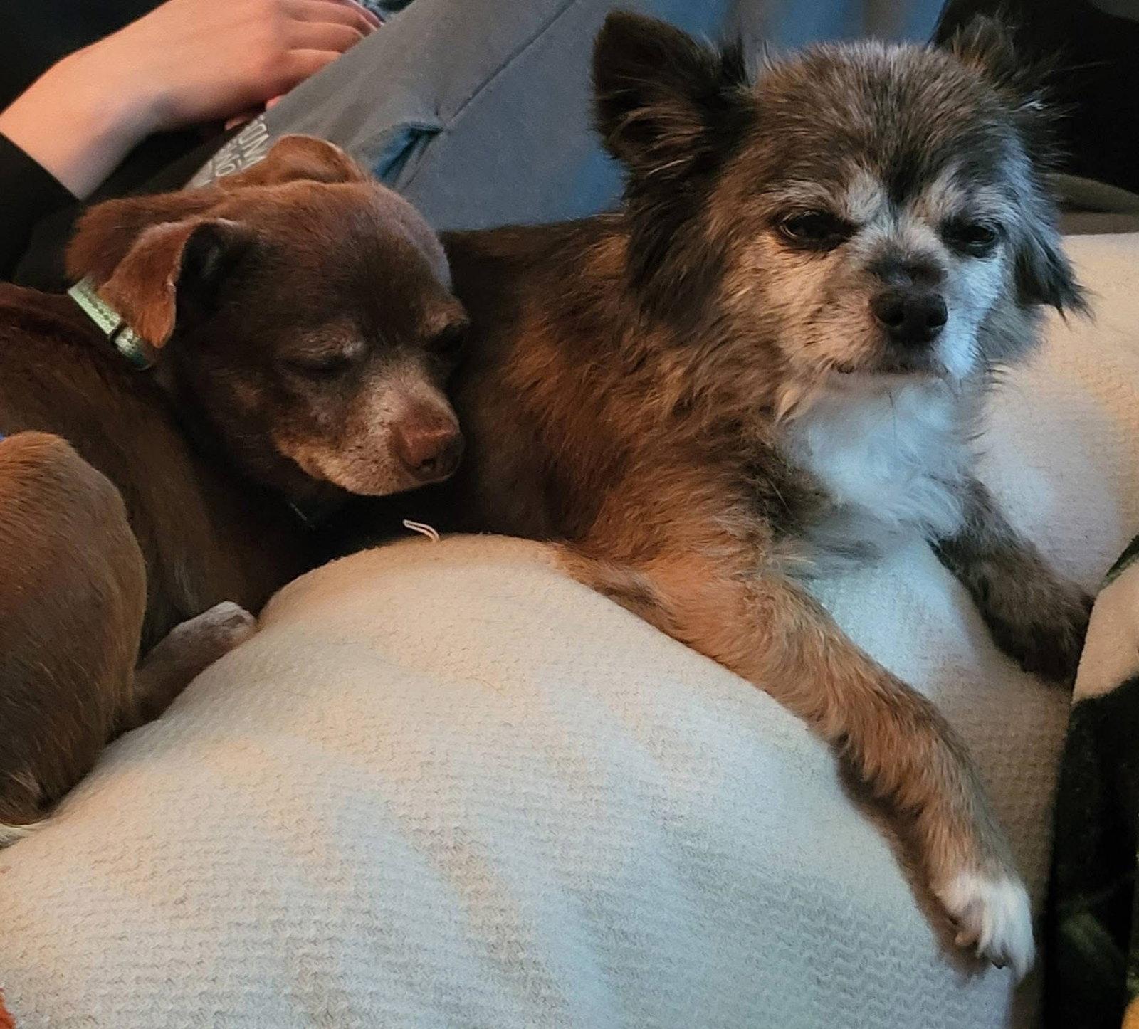 Enlarge Gill, a Adoptable Chihuahua in New London, WI image 2/3