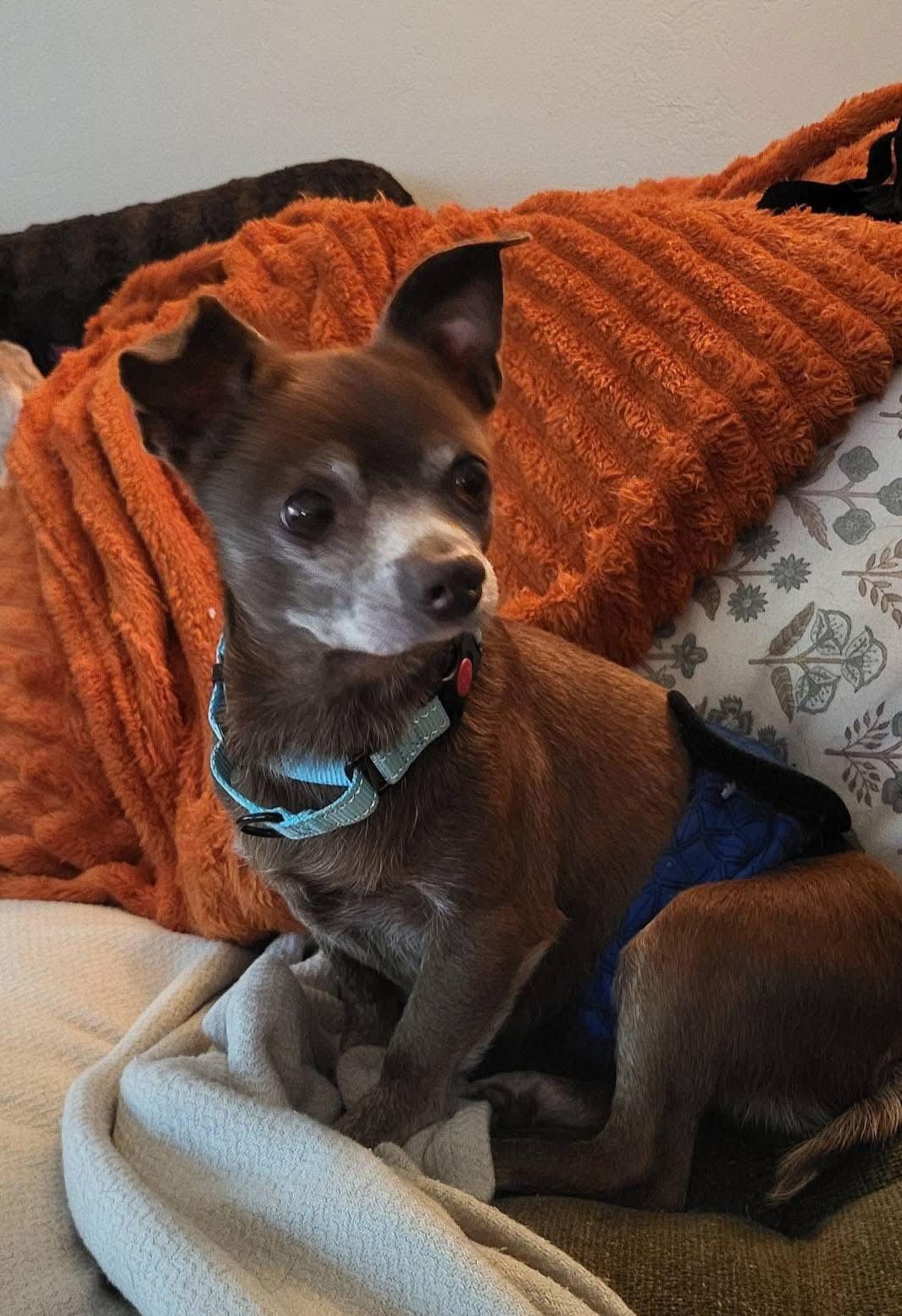 Enlarge Gill, a Adoptable Chihuahua in New London, WI image 3/3
