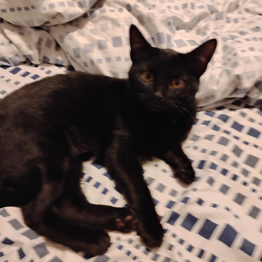 Enlarge Indigo, a Adoptable Domestic Short Hair in Carmel, IN image 1/1