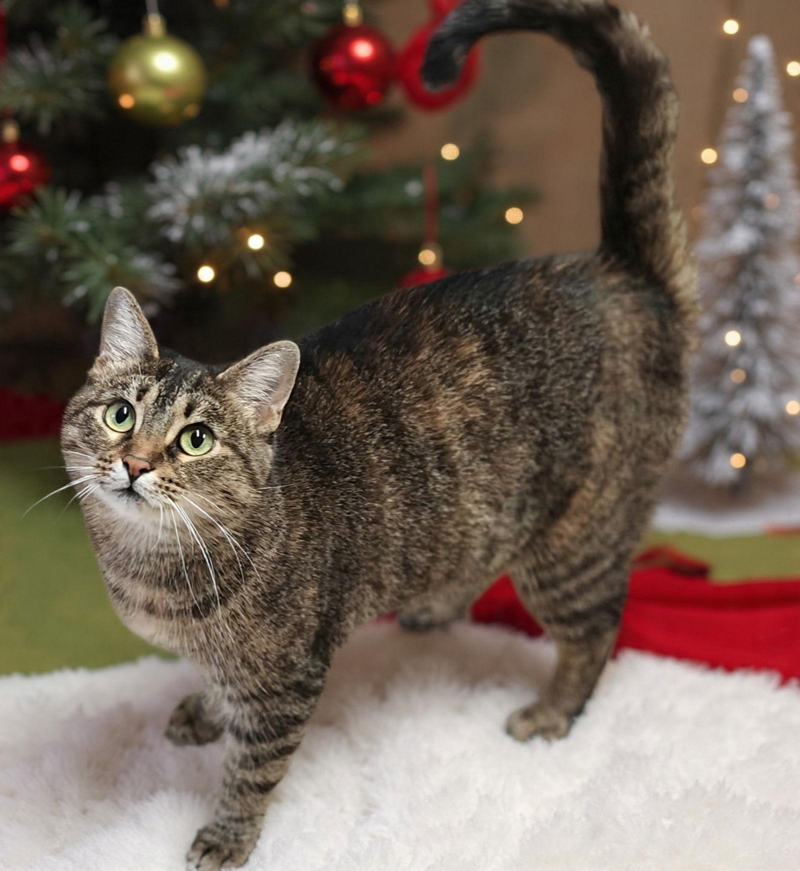 Bella 25/674, Adopted, Adult Female Domestic Short Hair.
