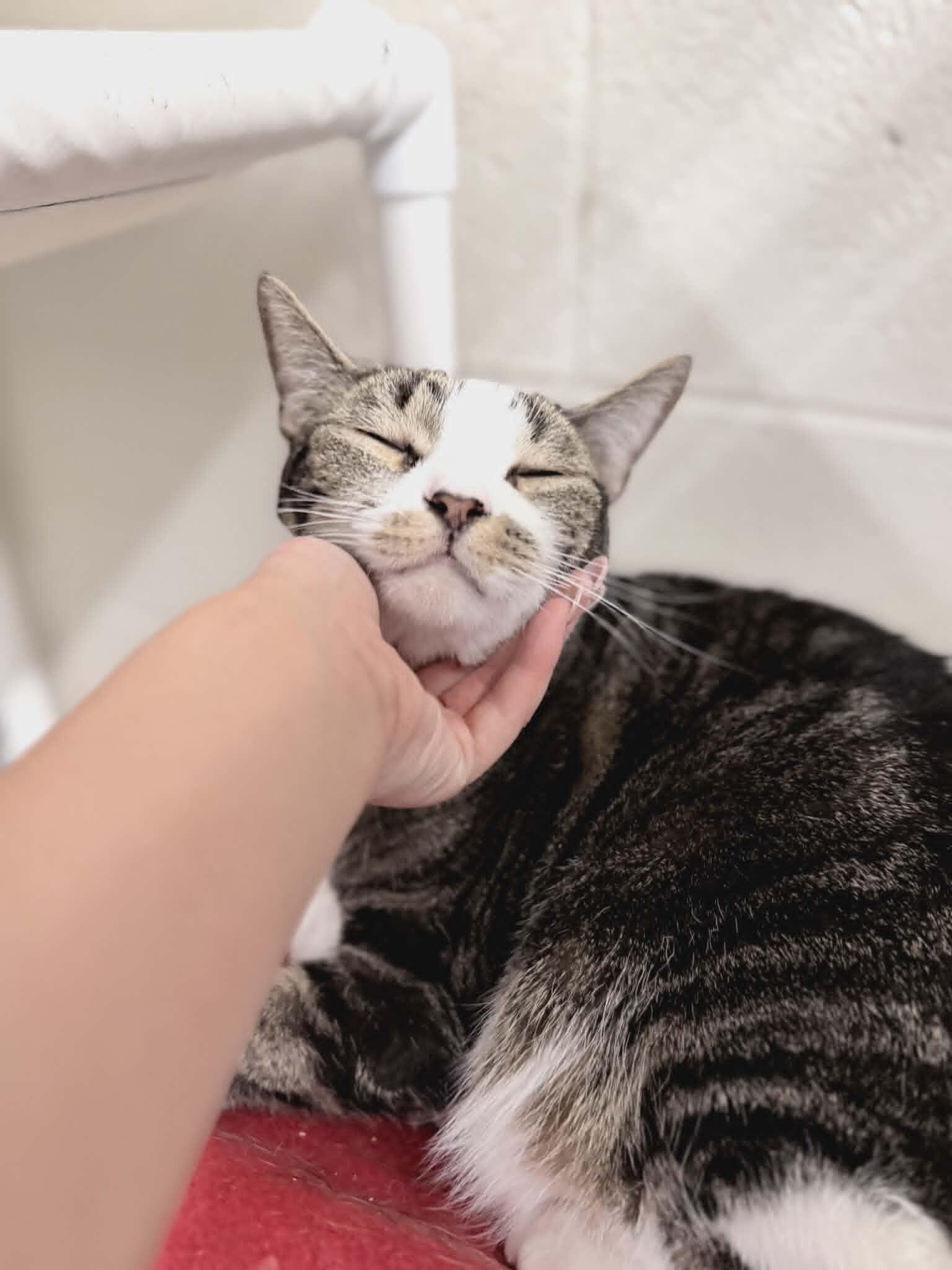 Princeton, Adoptable, Adult Male Domestic Short Hair.