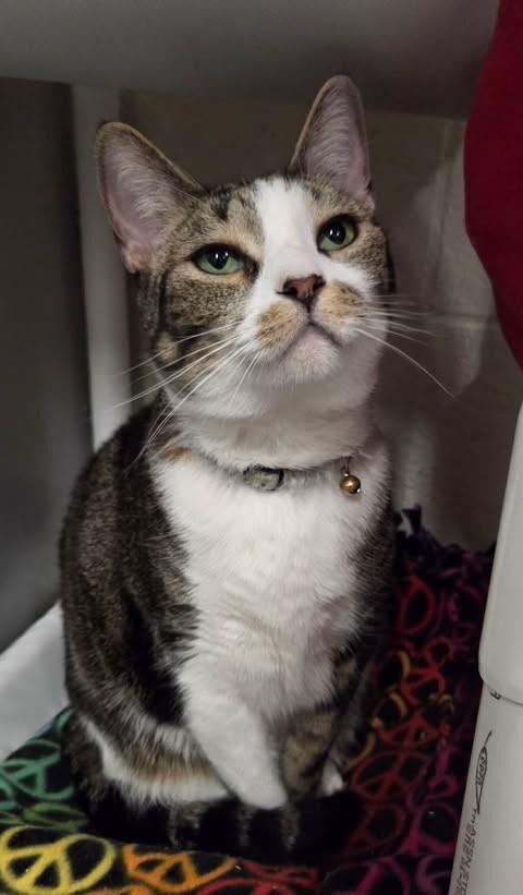 Enlarge Princeton, a Adoptable Domestic Short Hair in Fruit Heights, UT image 2/6