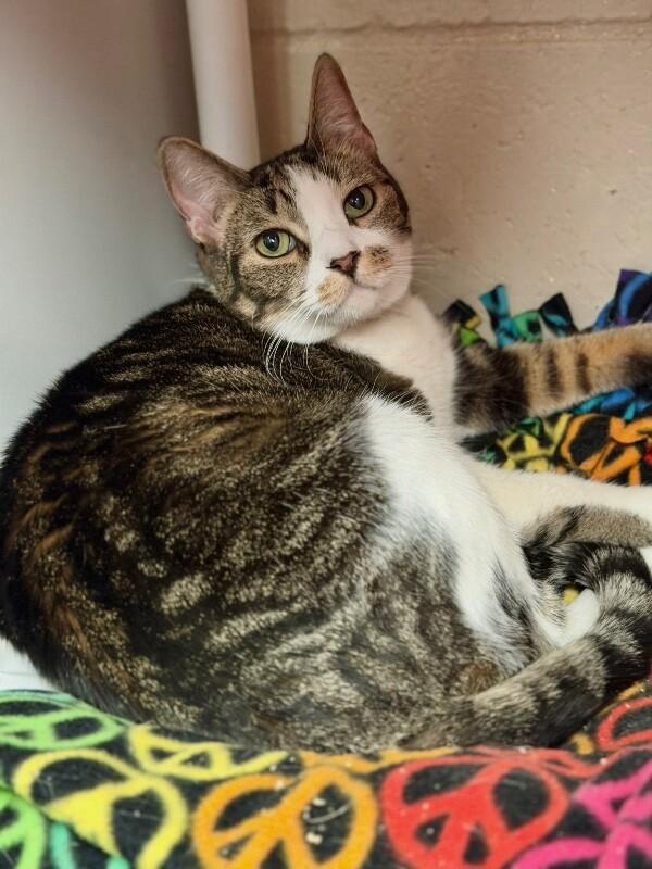 Enlarge Princeton, a Adoptable Domestic Short Hair in Fruit Heights, UT image 3/6