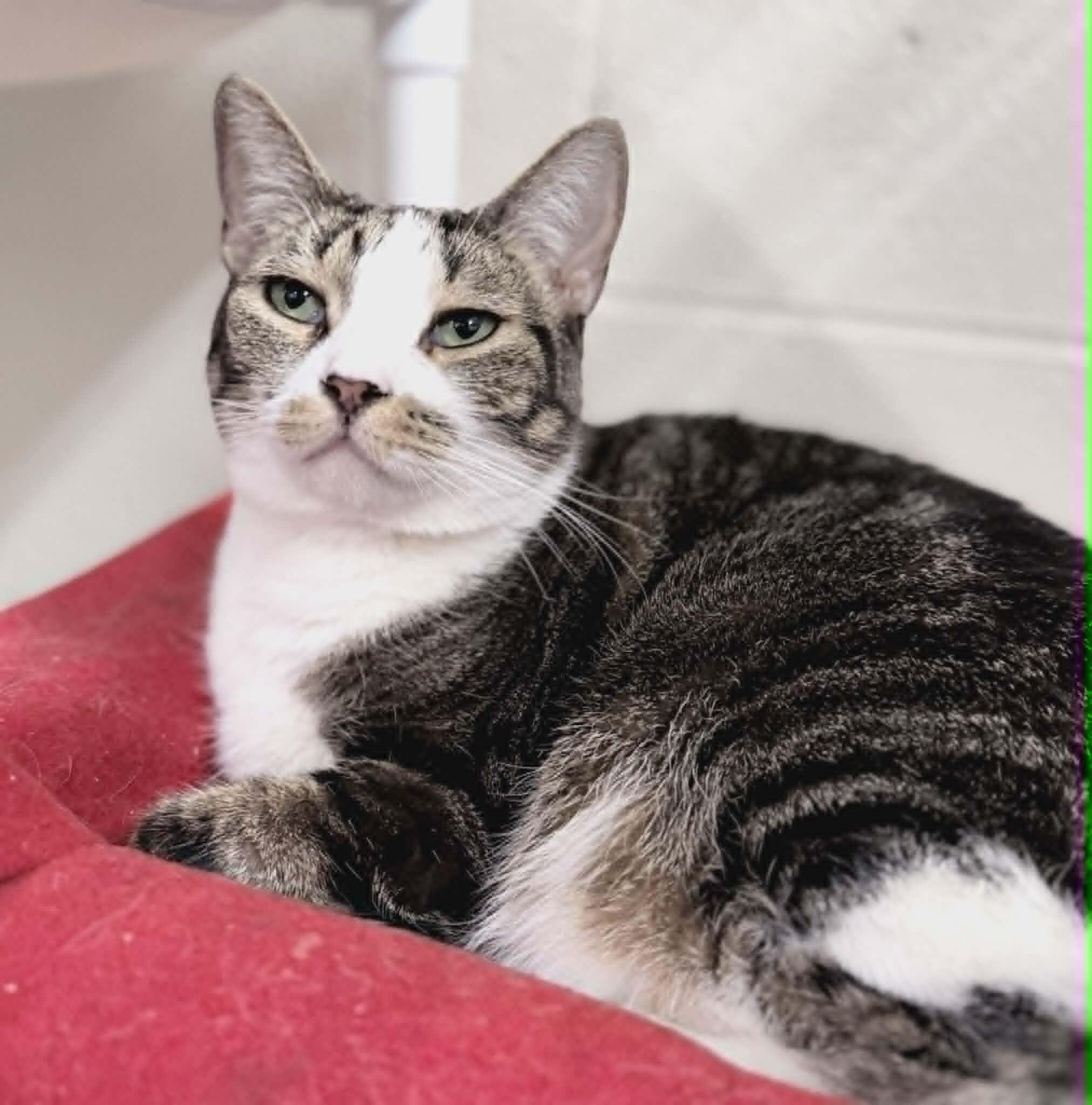 Enlarge Princeton, a Adoptable Domestic Short Hair in Fruit Heights, UT image 4/6