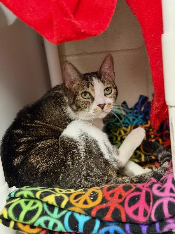 Enlarge Princeton, a Adoptable Domestic Short Hair in Fruit Heights, UT image 5/6