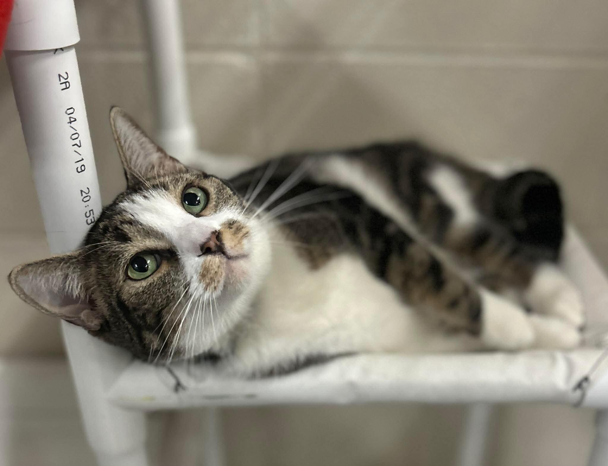 Enlarge Princeton, a Adoptable Domestic Short Hair in Fruit Heights, UT image 6/6