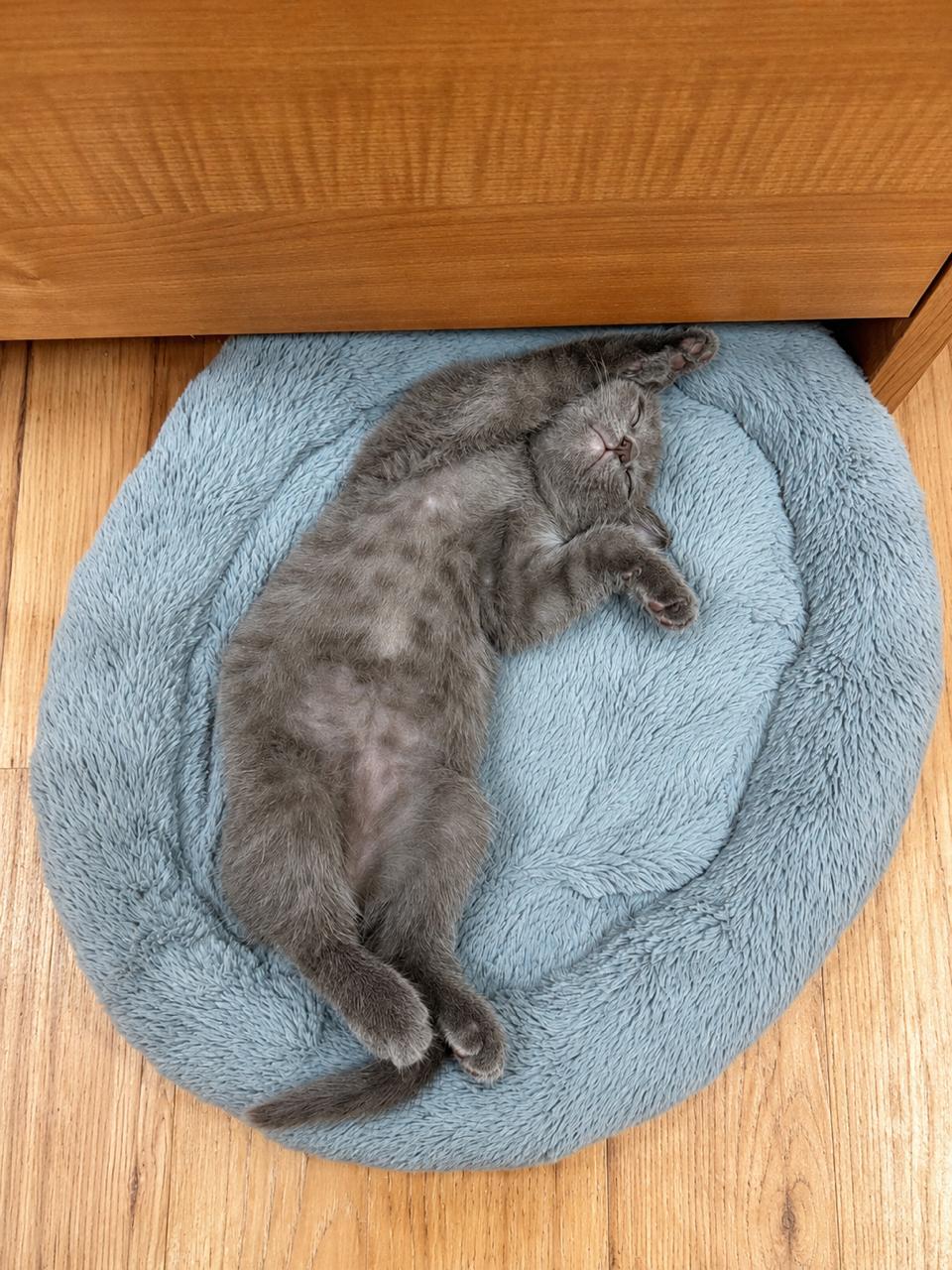 Enlarge Fibble, an adopted Domestic Short Hair in Los Angeles, CA image 2/5