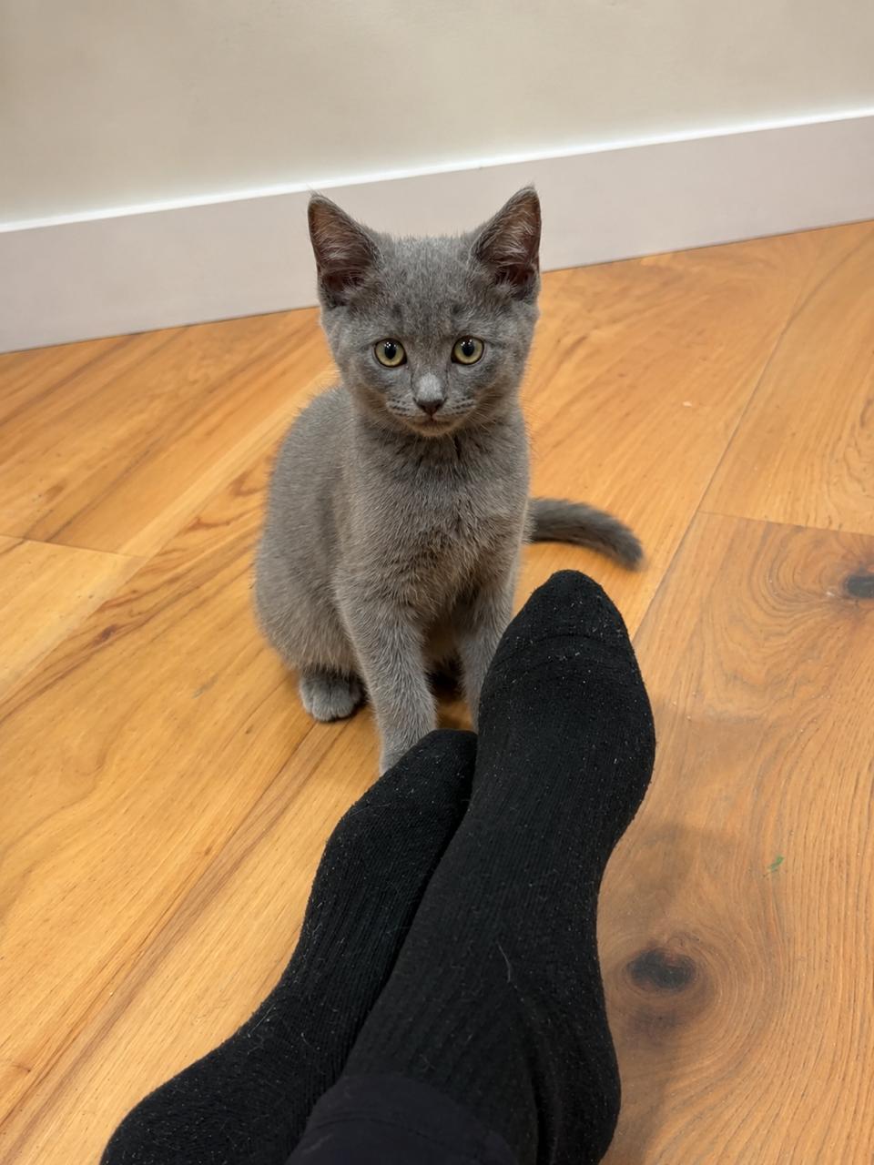 Enlarge Fibble, an adopted Domestic Short Hair in Los Angeles, CA image 4/5