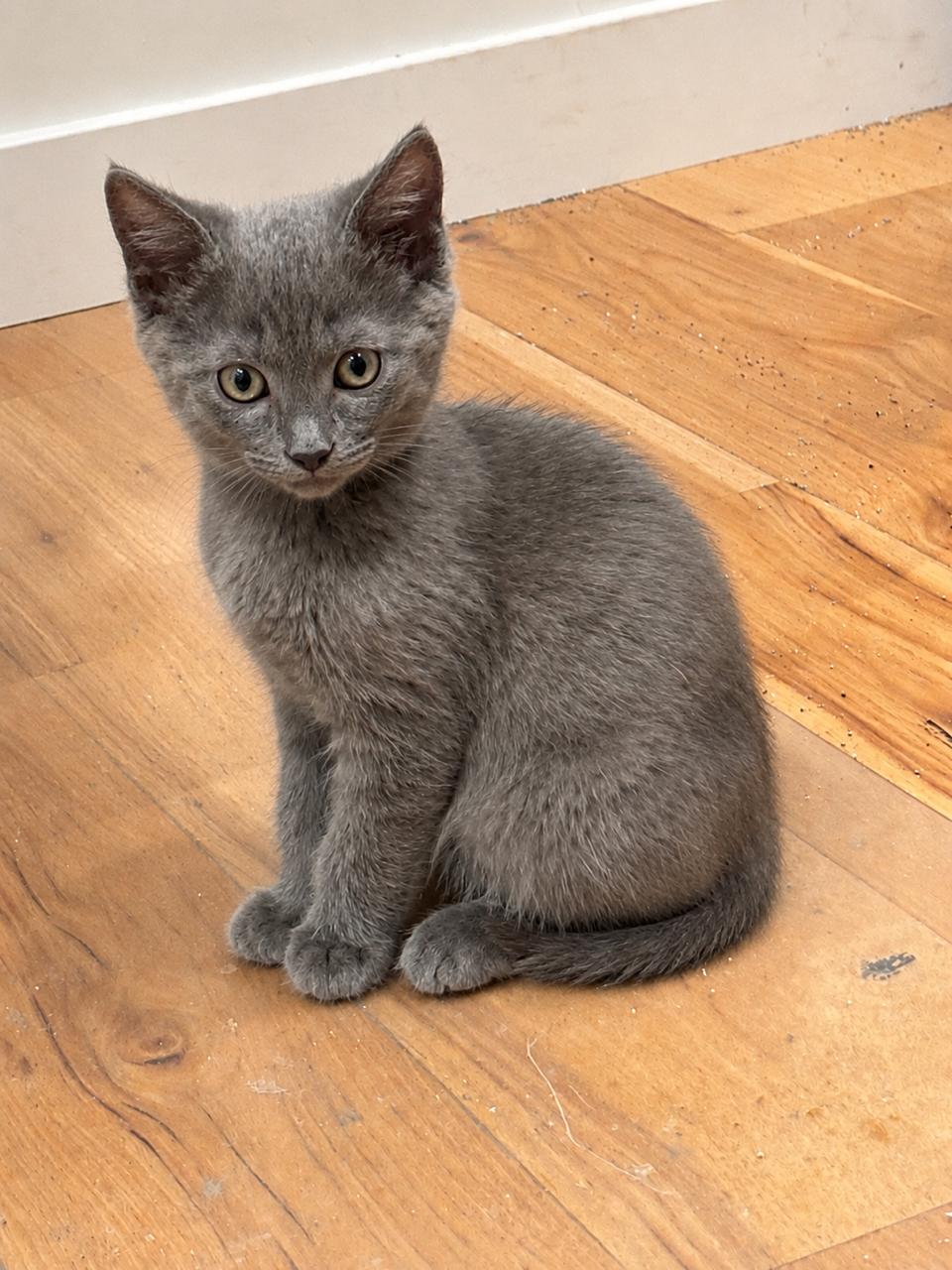 Fibble, adopted, Kitten Male Domestic Short Hair.