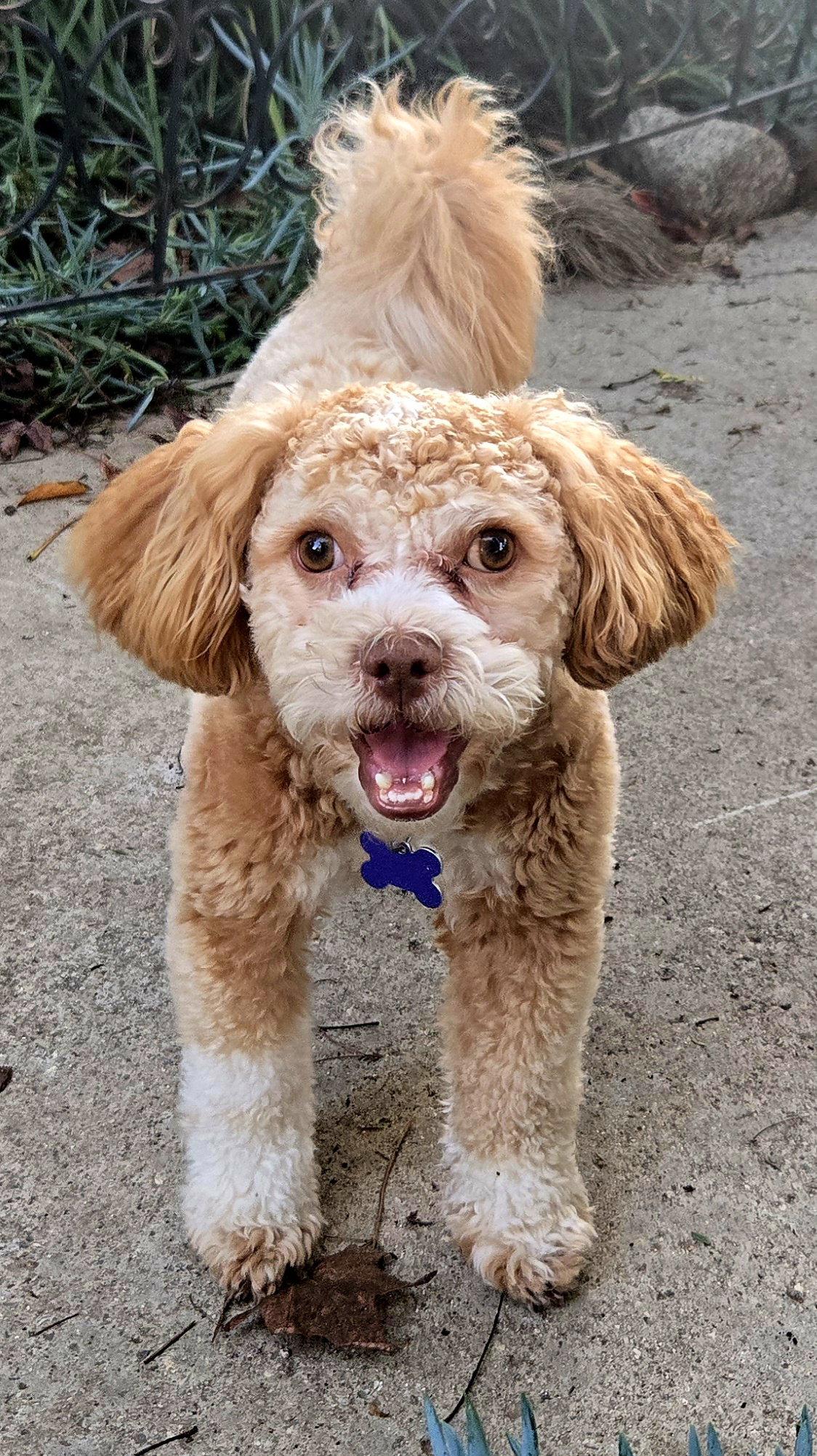 Charlie, Adopted, Young Male Poodle.