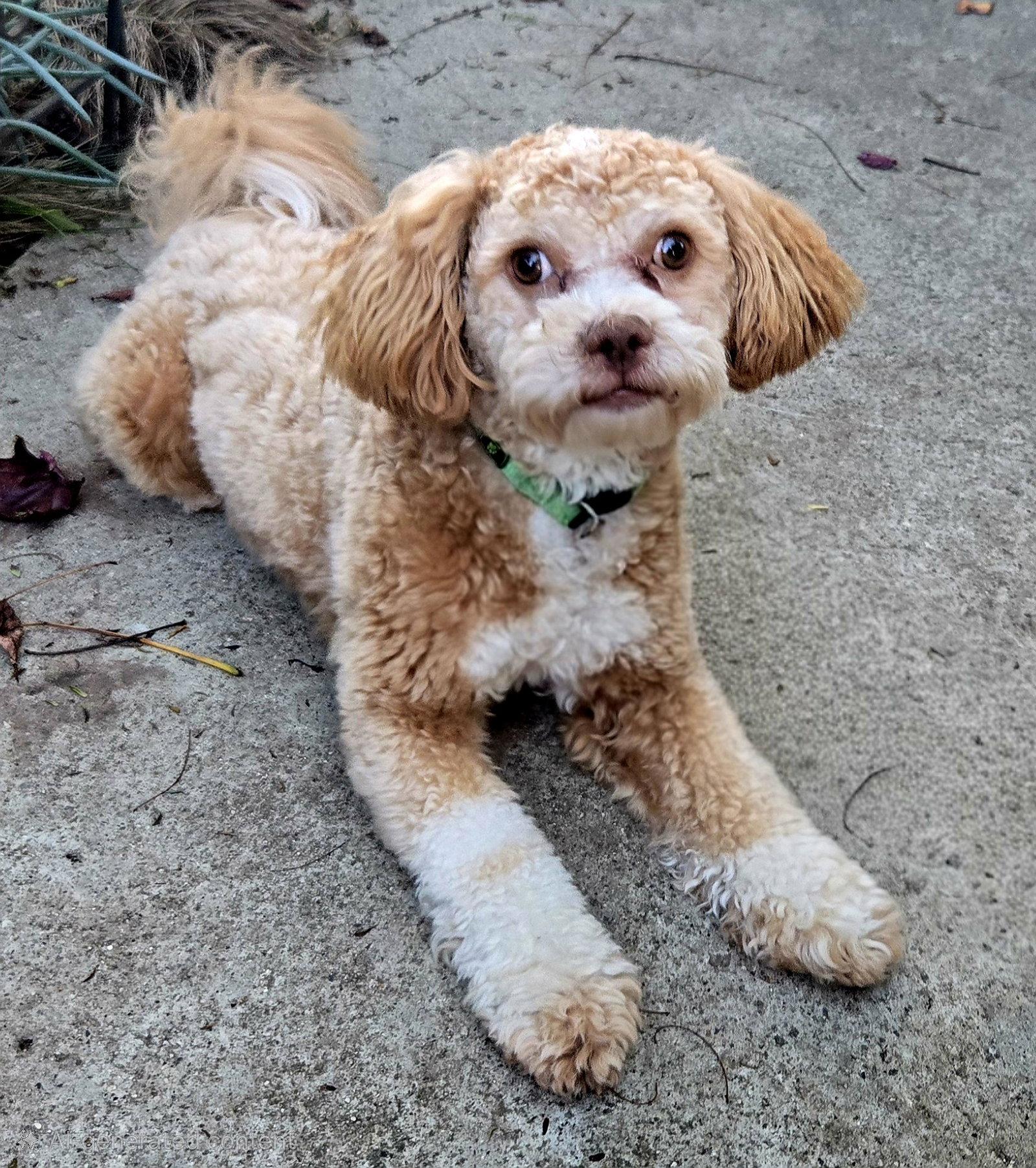 Enlarge Charlie, a Adopted Poodle in Los Angeles, CA image 3/3