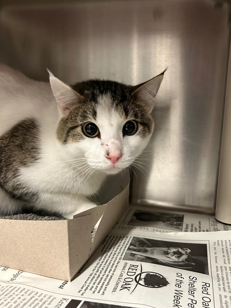 Enlarge Safari, a Adoptable Domestic Short Hair in Red Oak, TX image 1/1