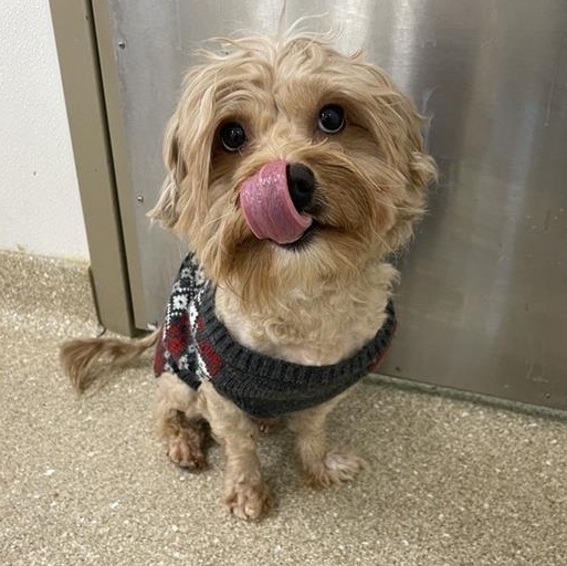 Enlarge Milo, an adopted mixed breed in Prince Frederick, MD image 4/6